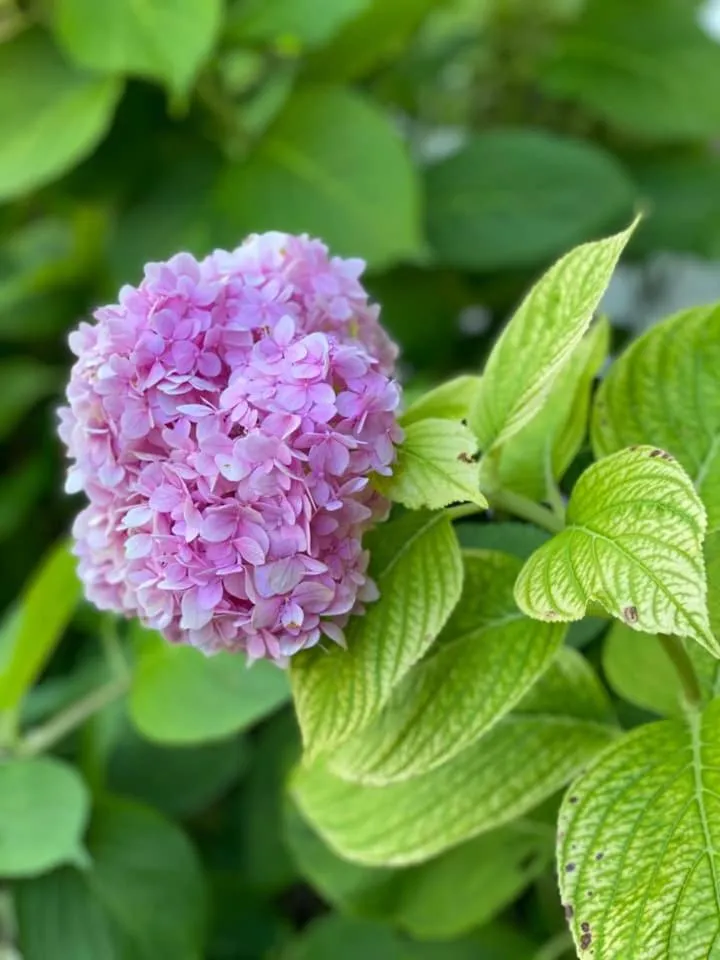 Garden in Hotel Grifone