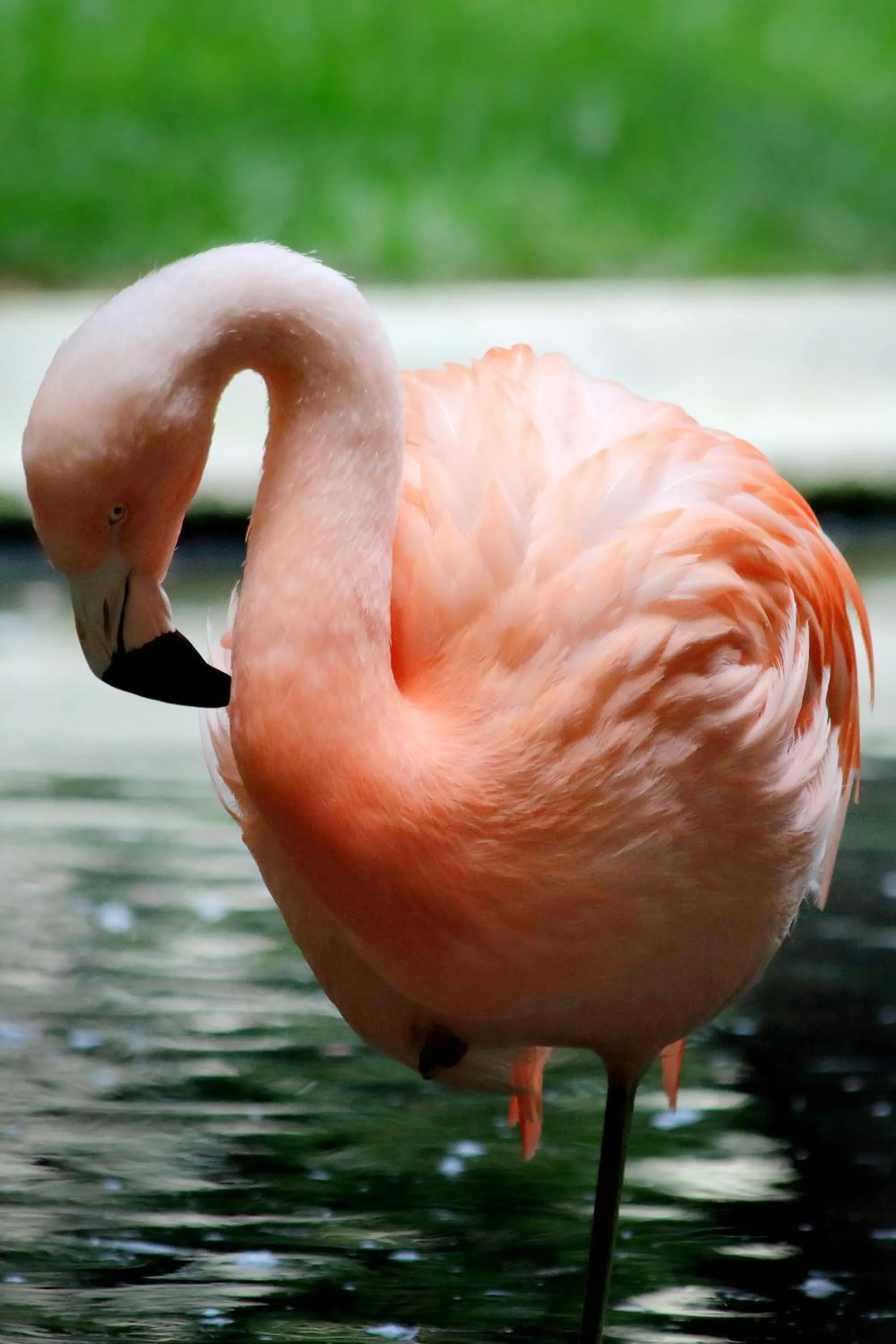 Animals in Vico Fashion District