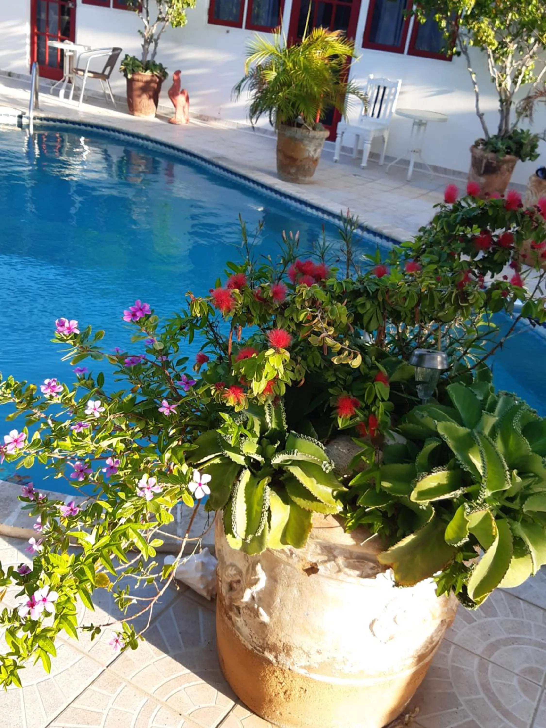 Pool view in Palmita Hotel Hostel