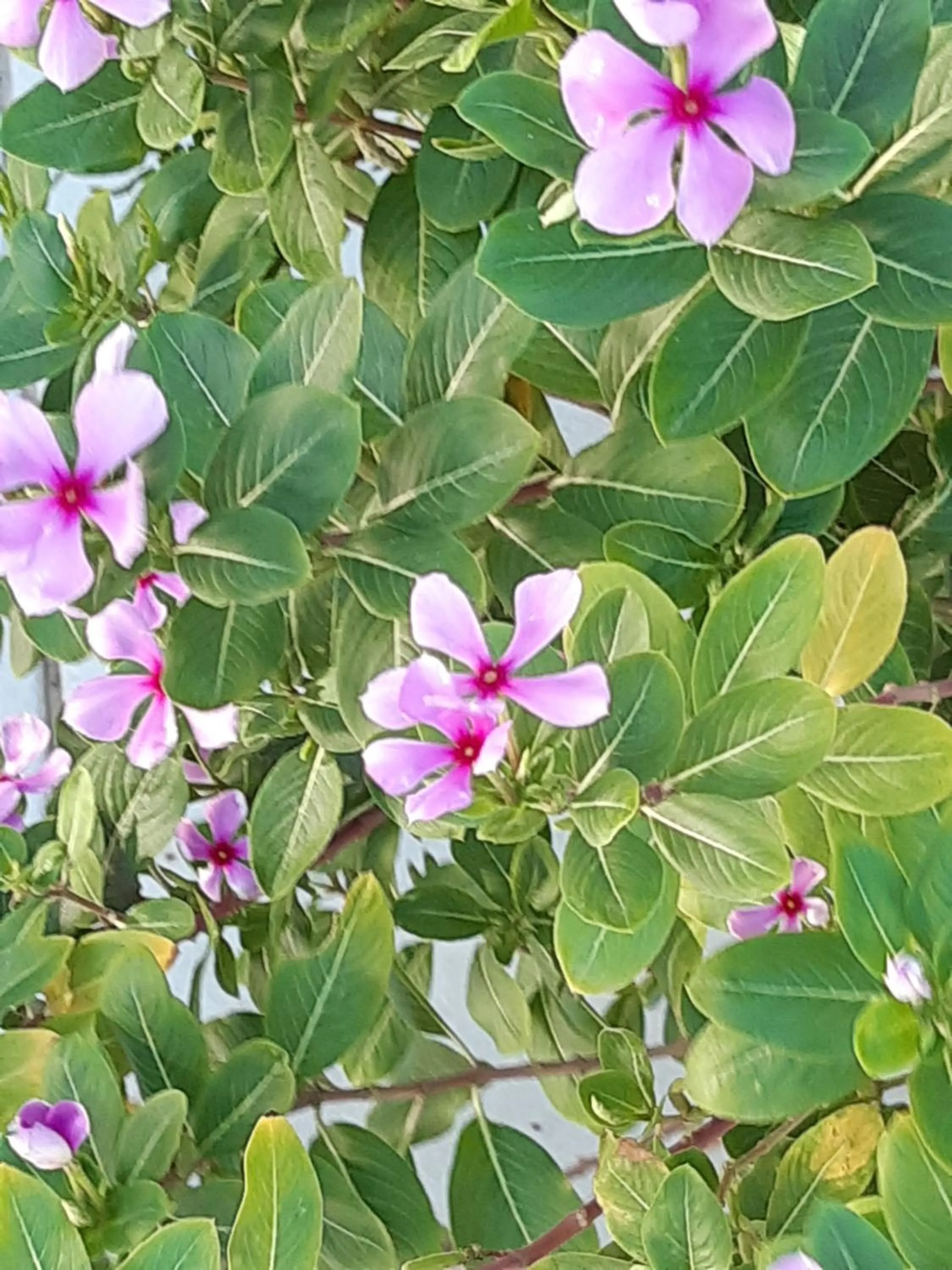 Garden in Palmita Hotel Hostel