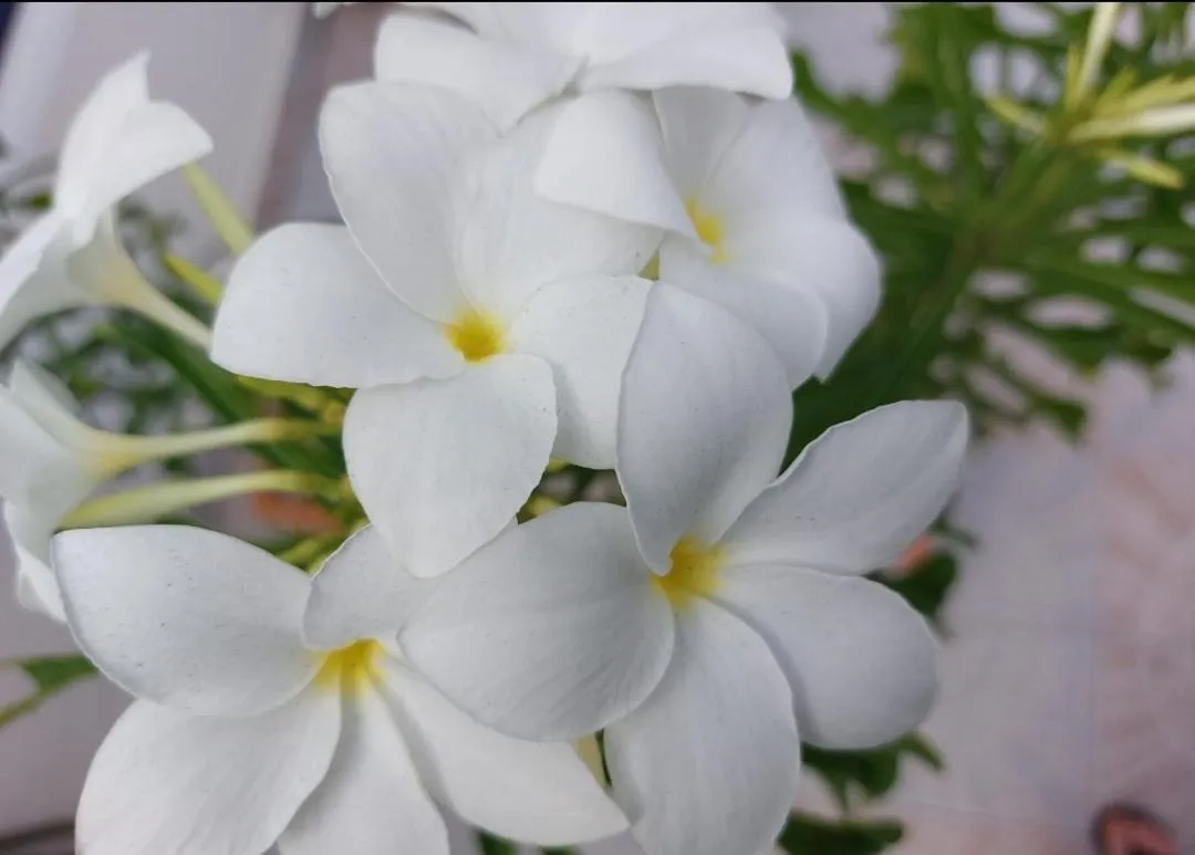 Garden in Palmita Hotel Hostel