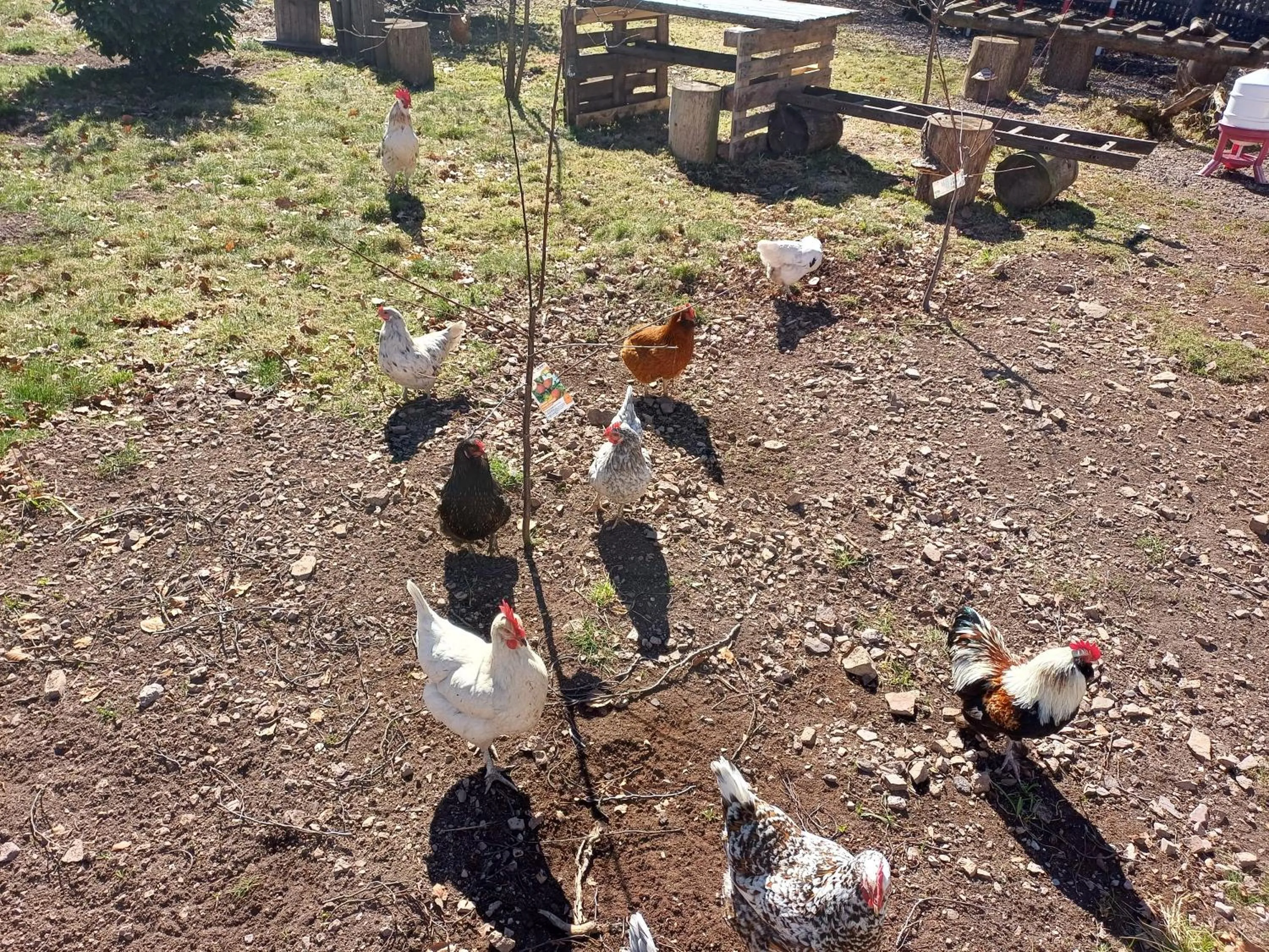 Animals in BERG & SPA HOTEL GABELBACH