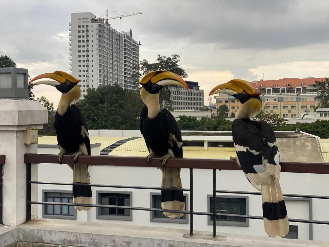 Balcony/Terrace in Pooltop Phnom Penh