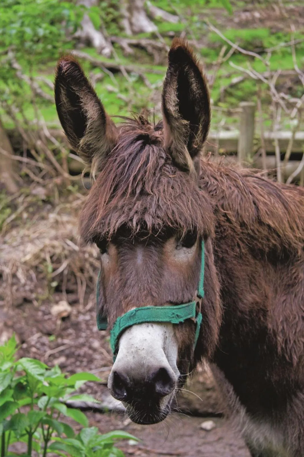 Animals in Zur Margarethenmühle - Landgasthof und Waldhotel