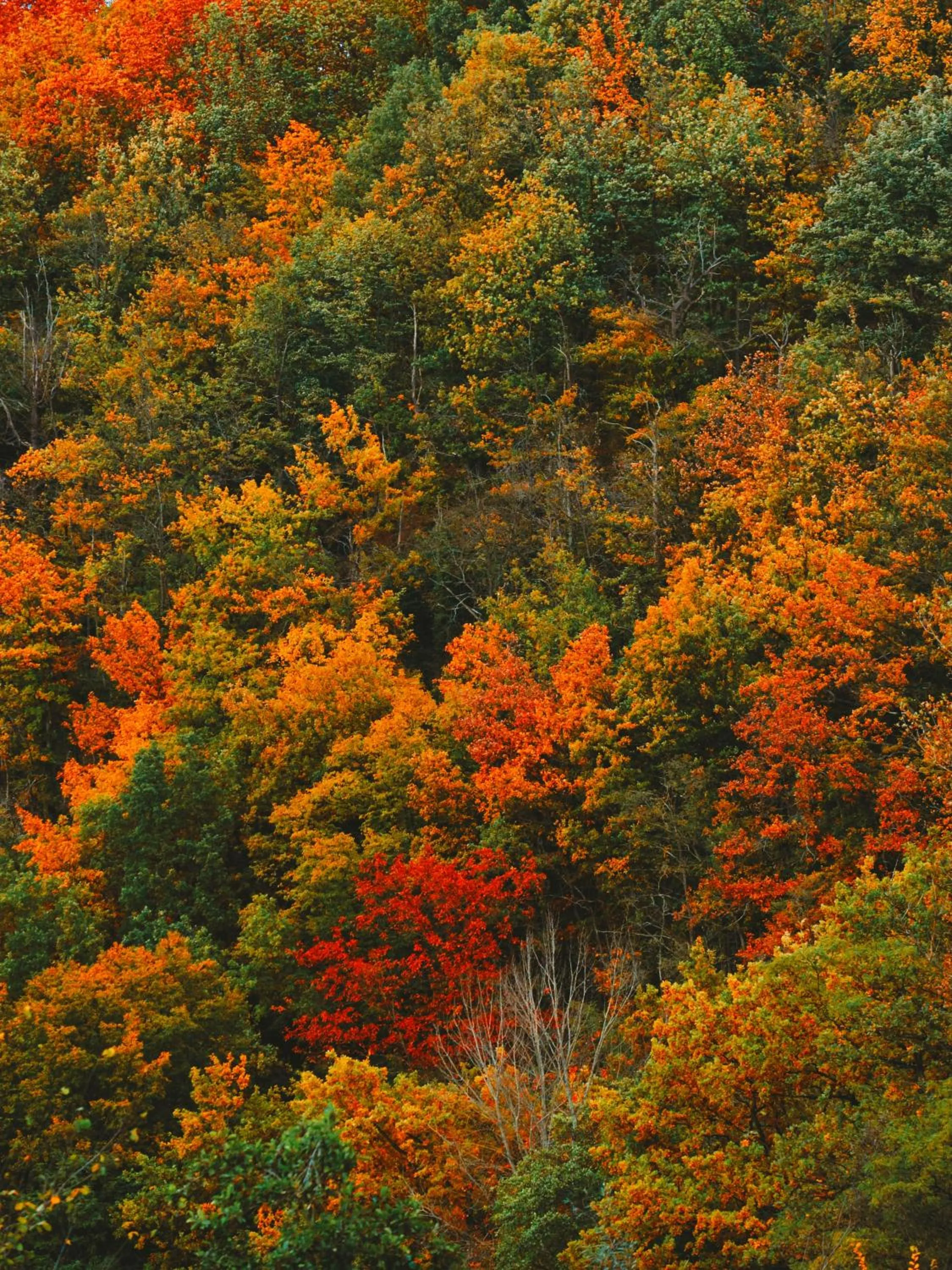 Natural landscape in Zur Margarethenmühle - Landgasthof und Waldhotel