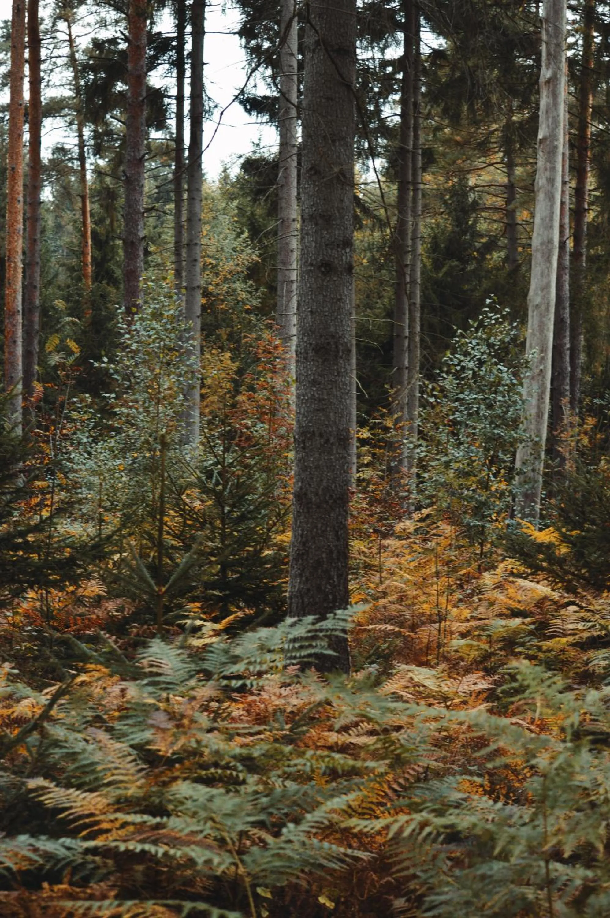 Natural landscape in Zur Margarethenmühle - Landgasthof und Waldhotel