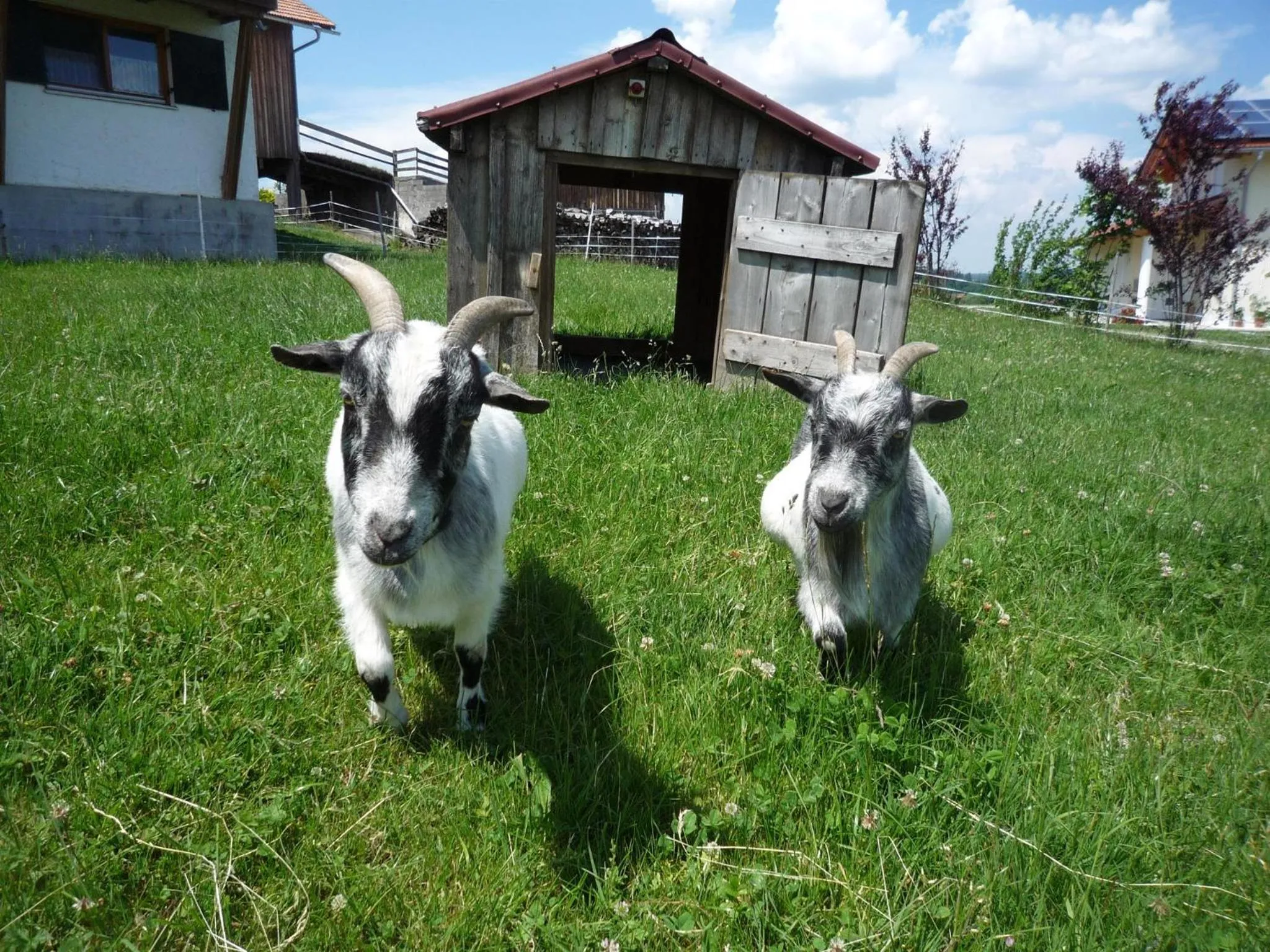 Animals in Ferienhof Uhlemayr