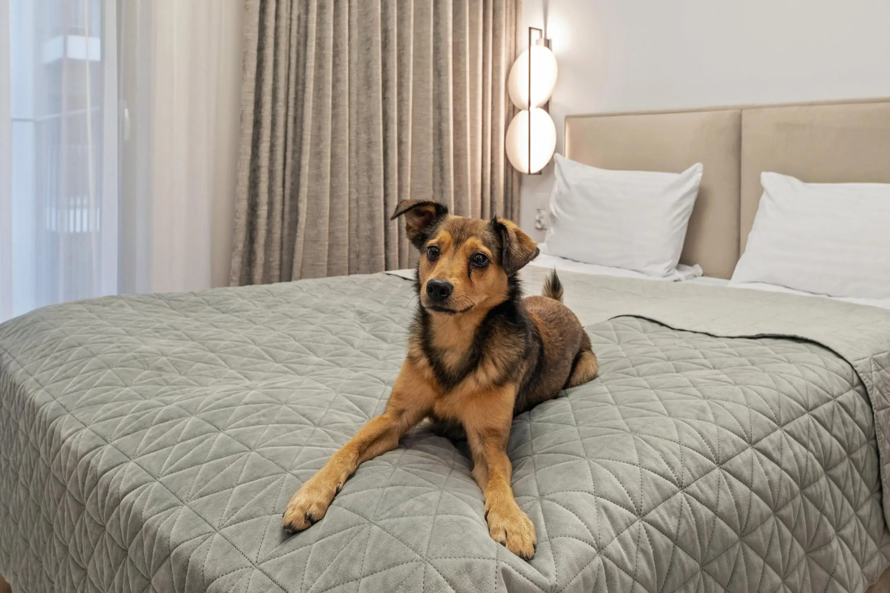 Pets, Bed in GRANO APARTMENTS Gdańsk Residence SPA & Wellness Pets, Bed in GRANO APARTMENTS Gdańsk Residence SPA & Wellness