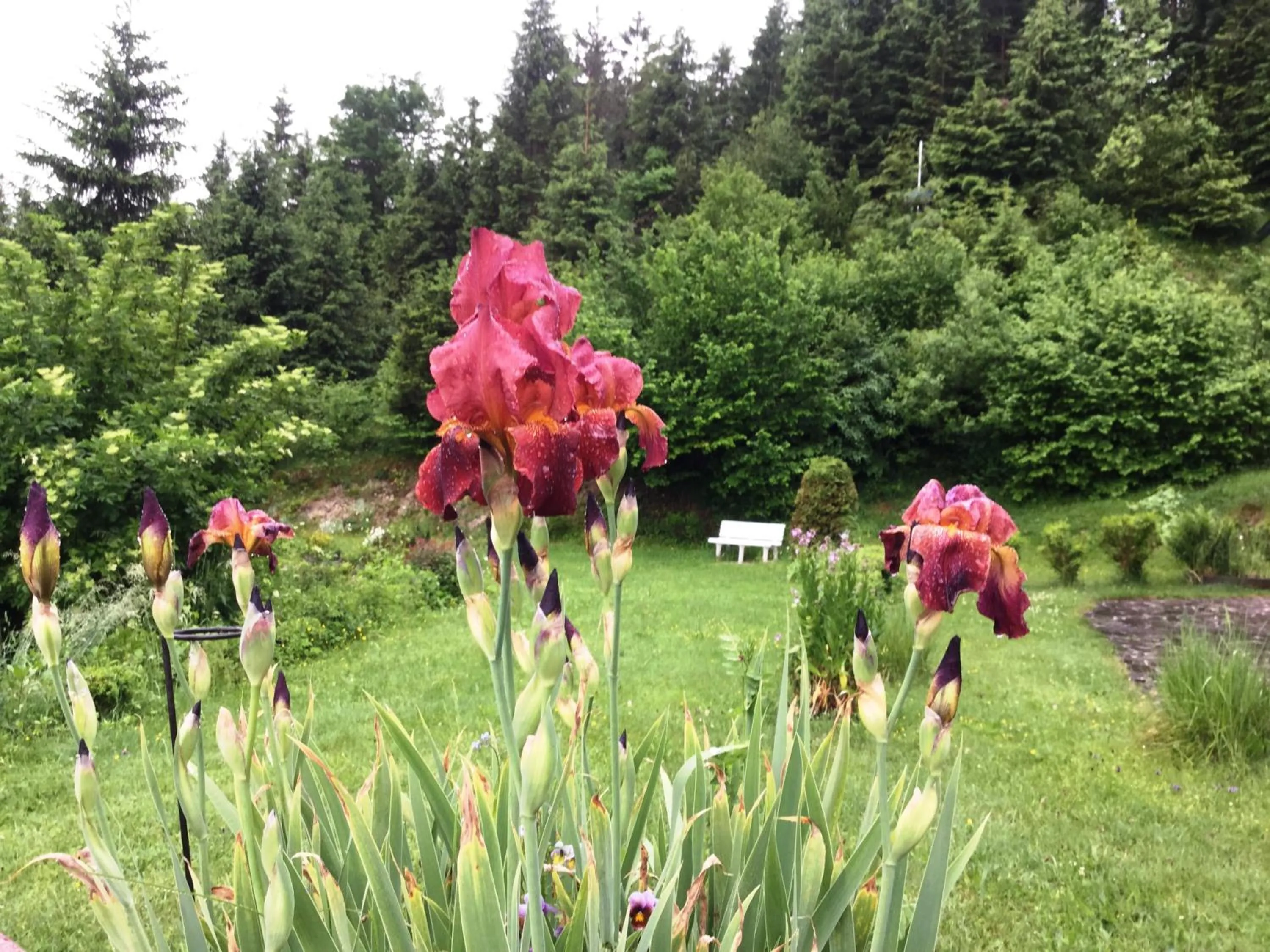 Natural landscape in Bäckeralm© - B&B 16 +