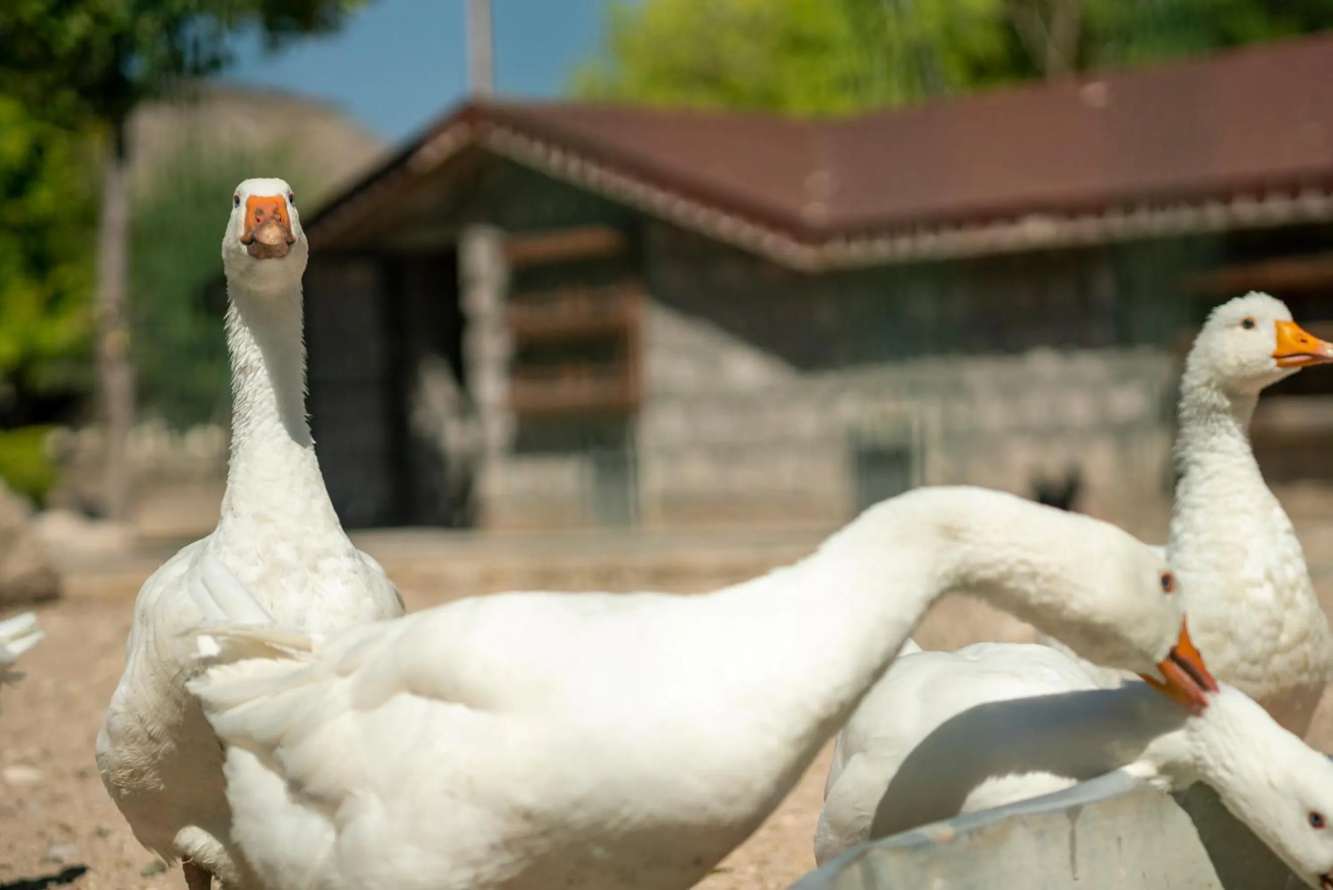 Pets in SUNOLUS VINEYARDHOUSe