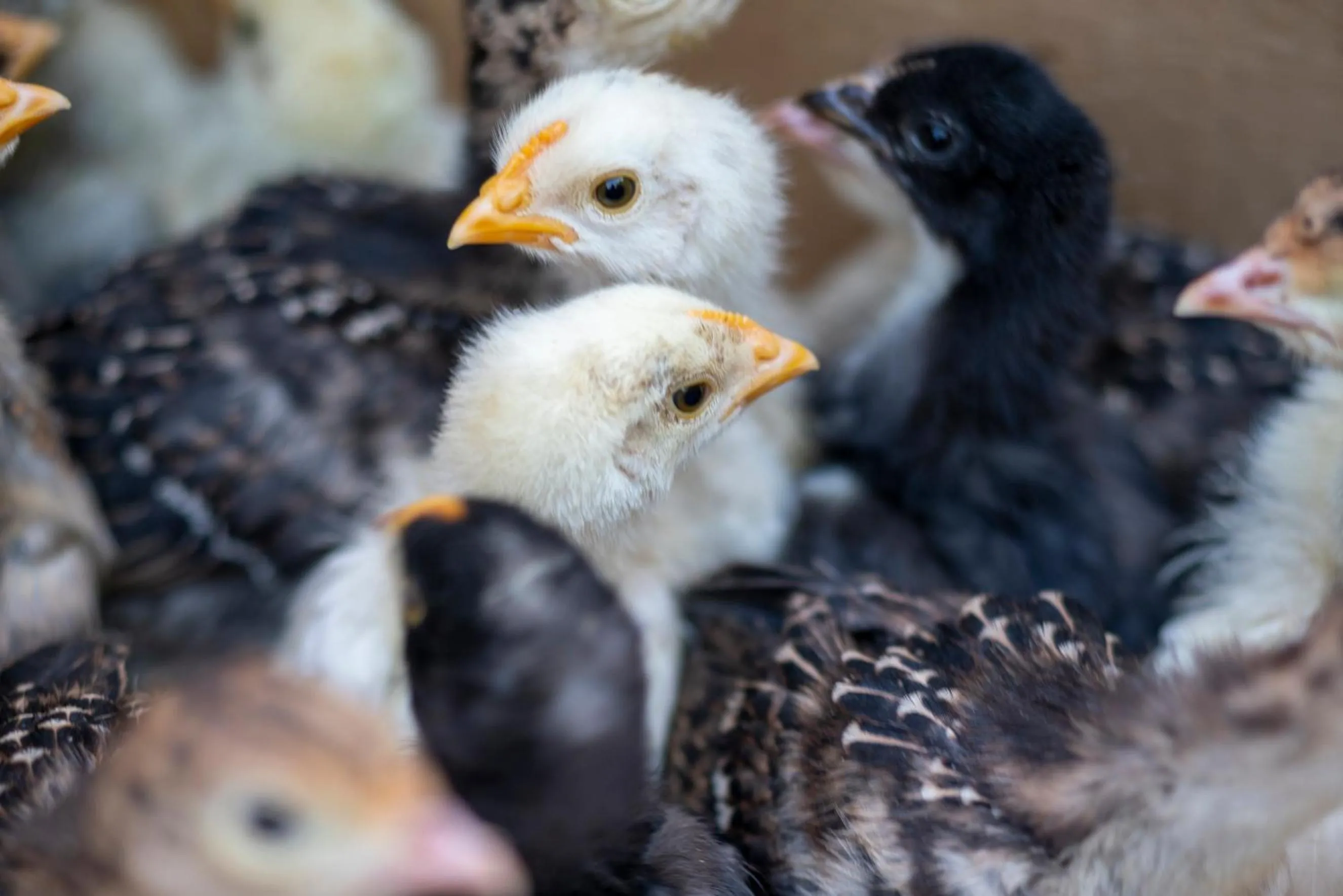 Animals in SUNOLUS VINEYARDHOUSe