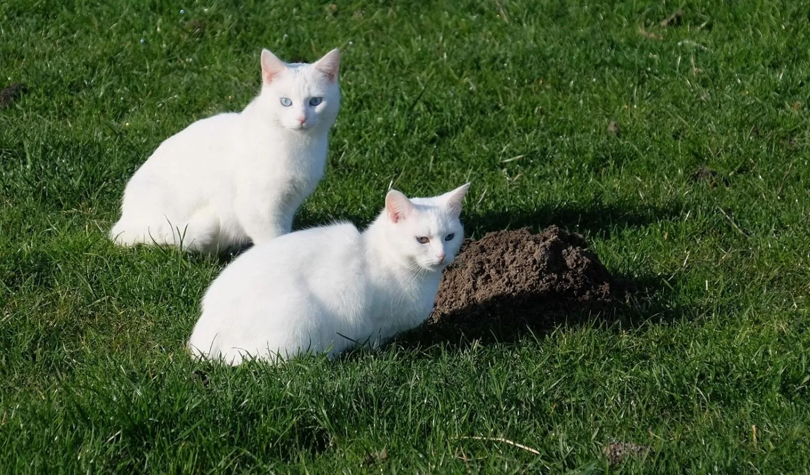 Animals in De indiaan