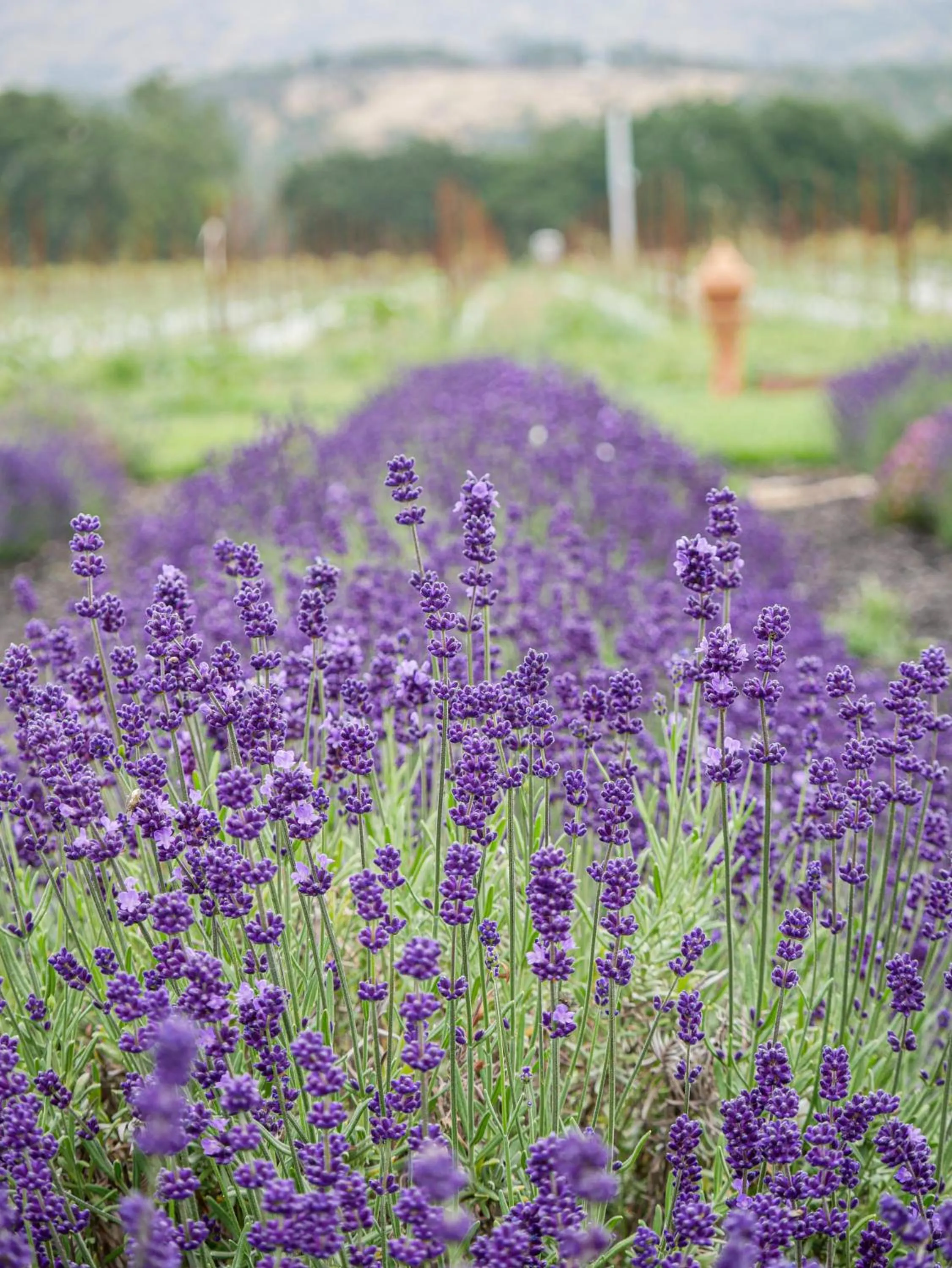 Bann at Oak Knoll Napa