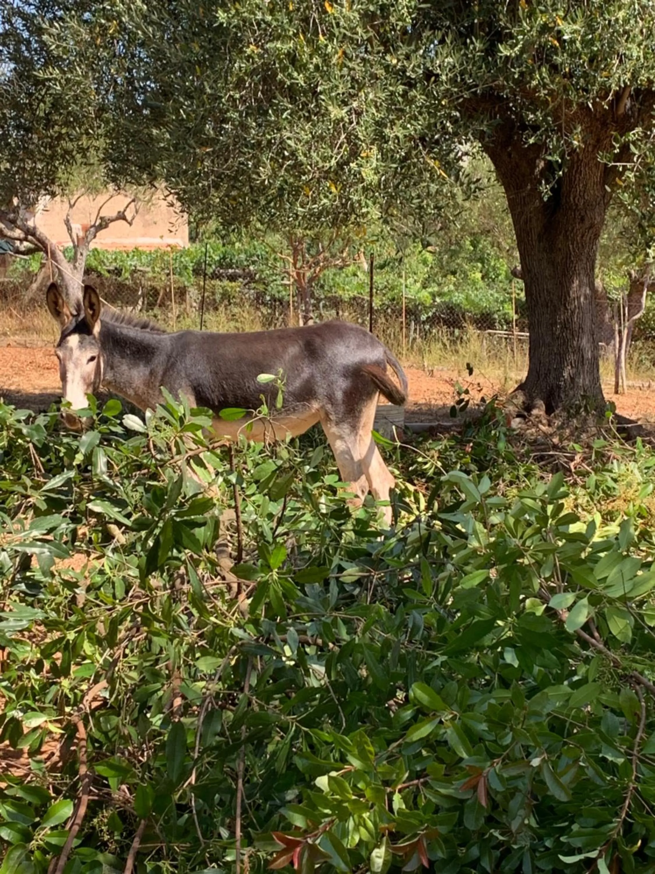 B&B BUICOVILLE CAMEROTA