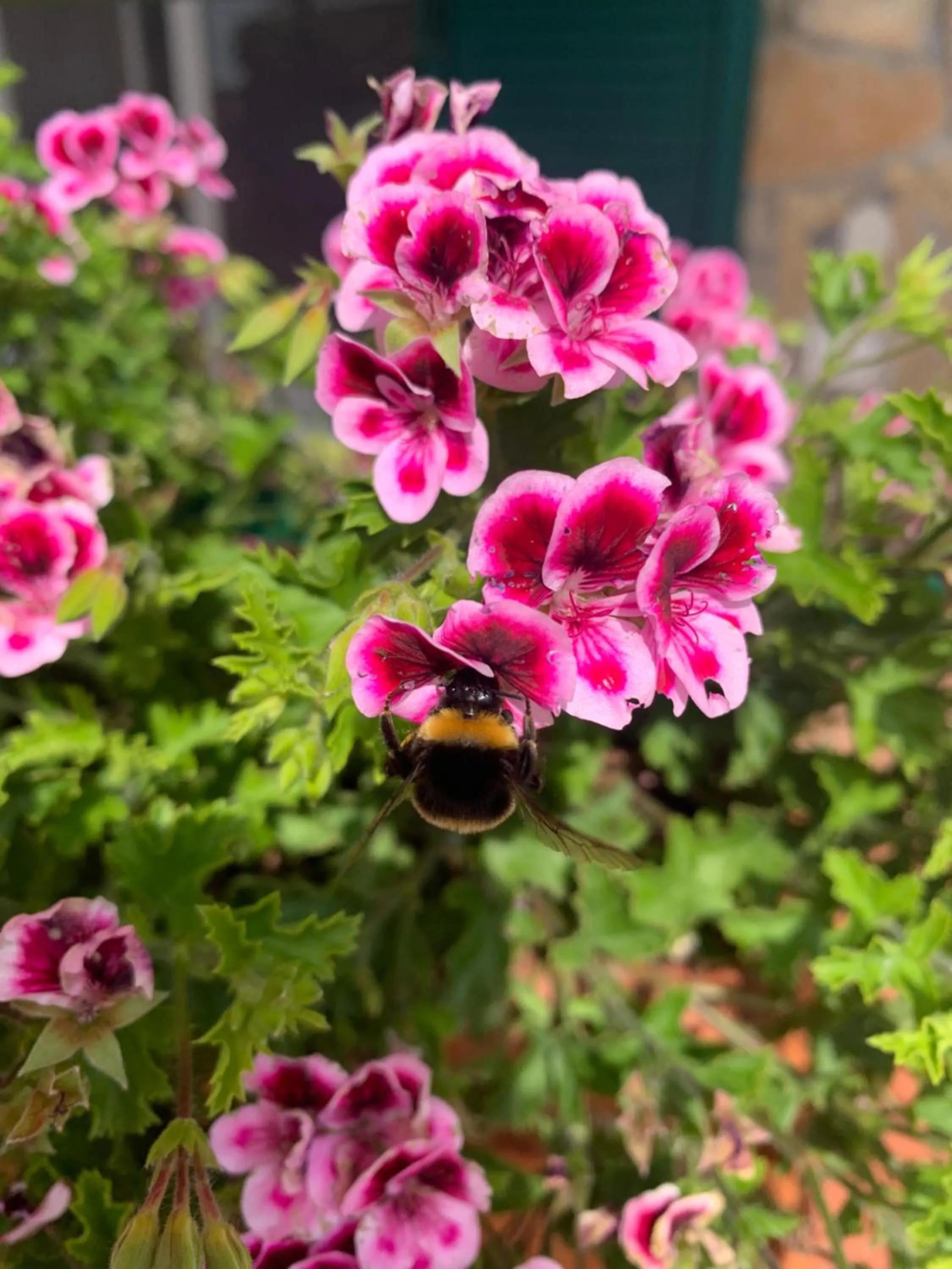 B&B BUICOVILLE CAMEROTA