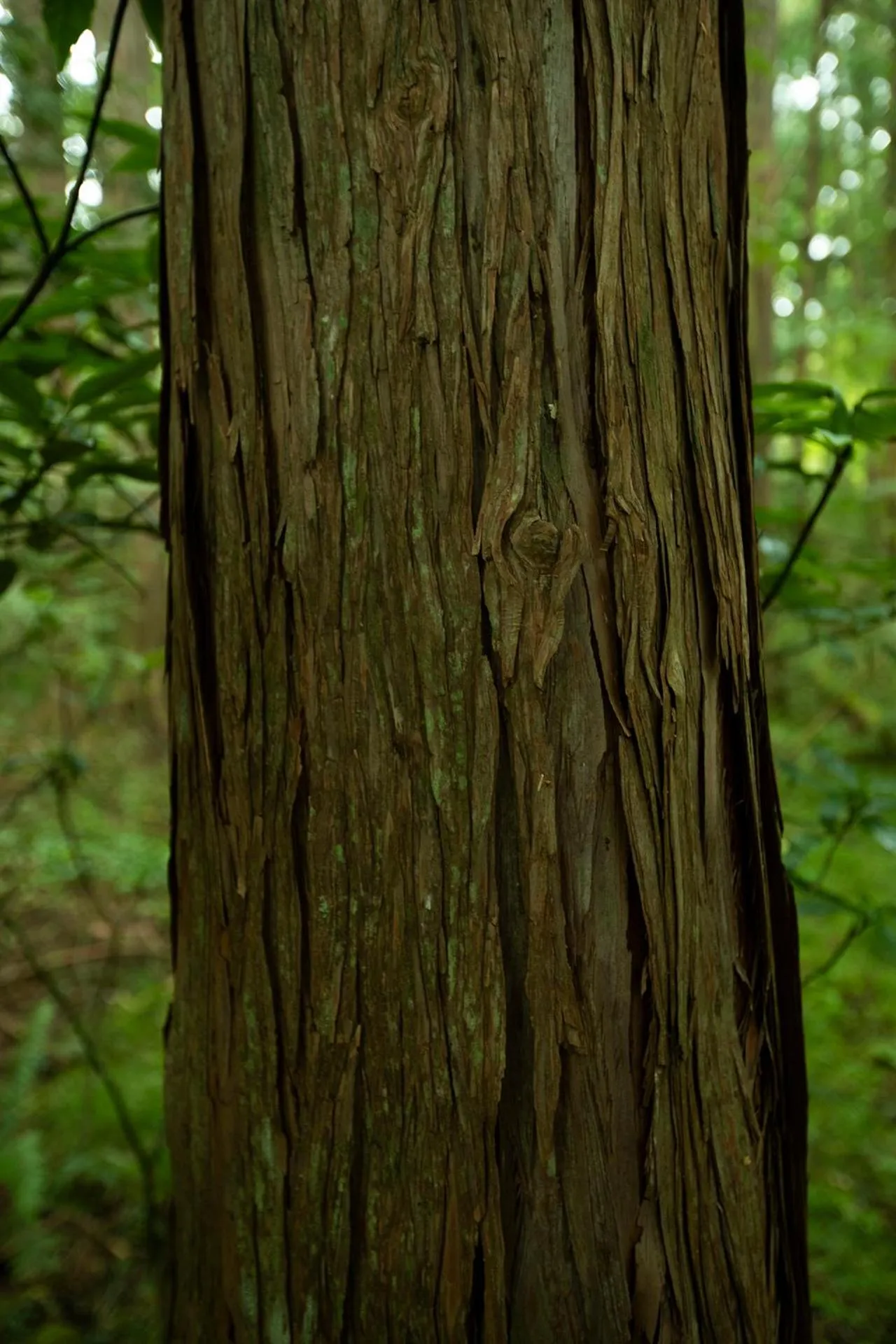 Natural landscape in Hotel Sengokuhara 533
