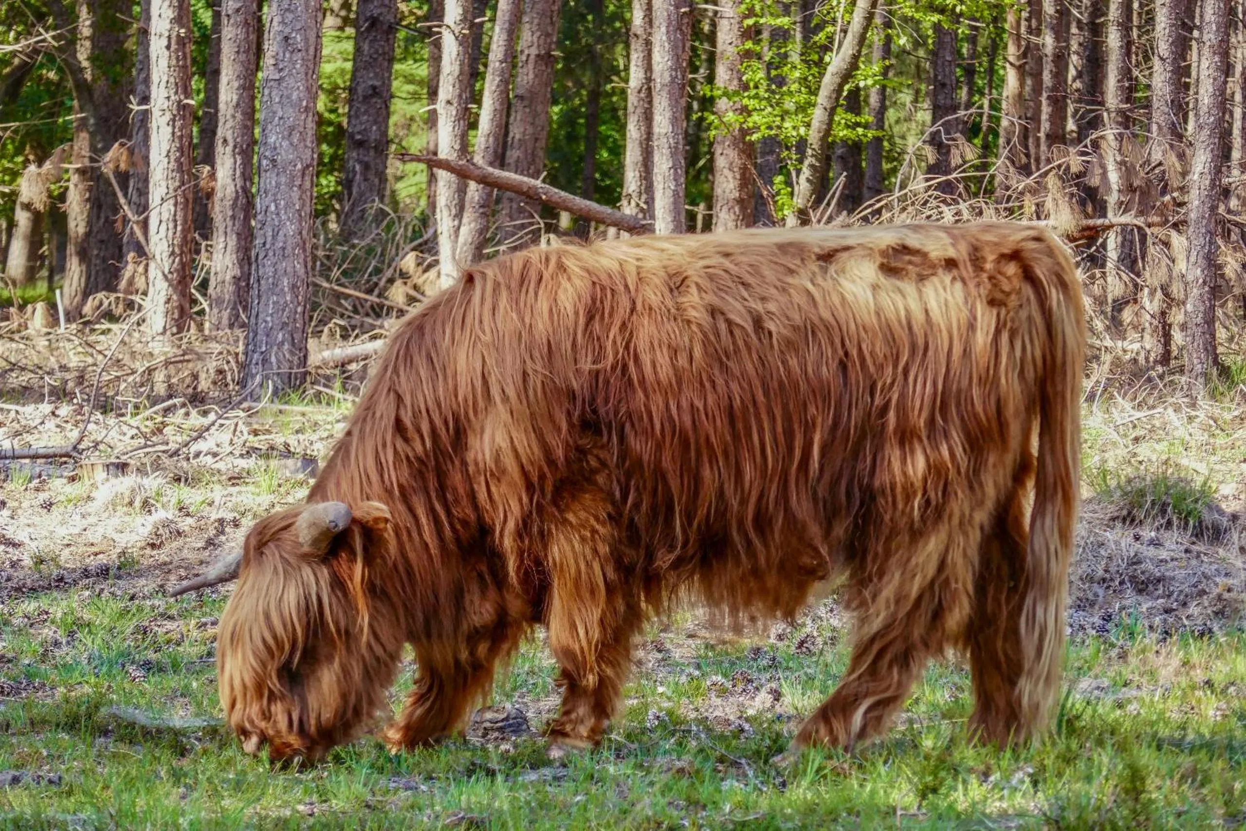 Animals in Op dn Kreijtenberg