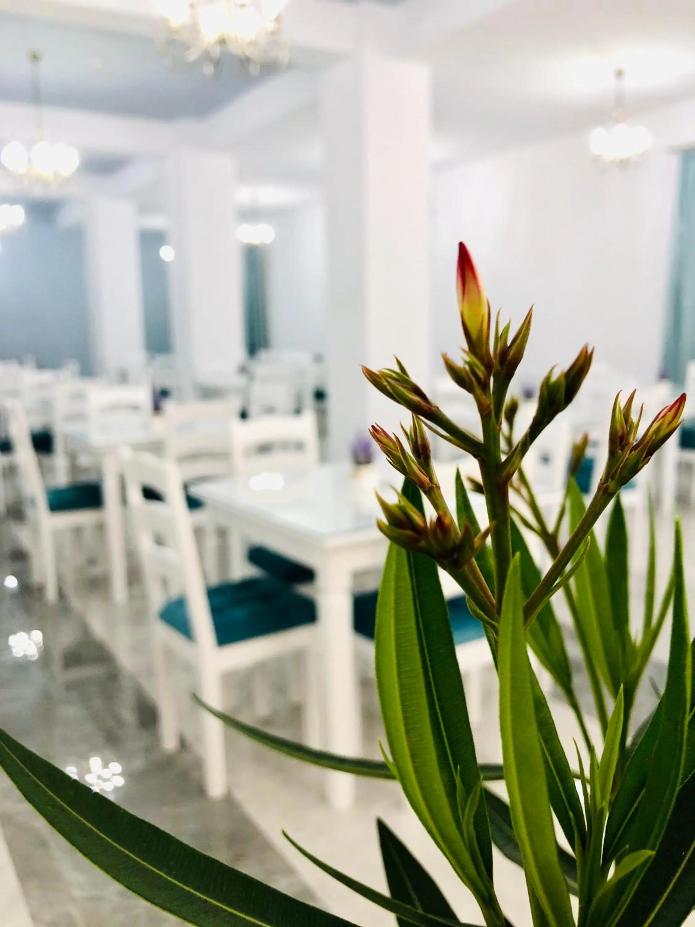 Restaurant/places to eat in Hotel Tadora