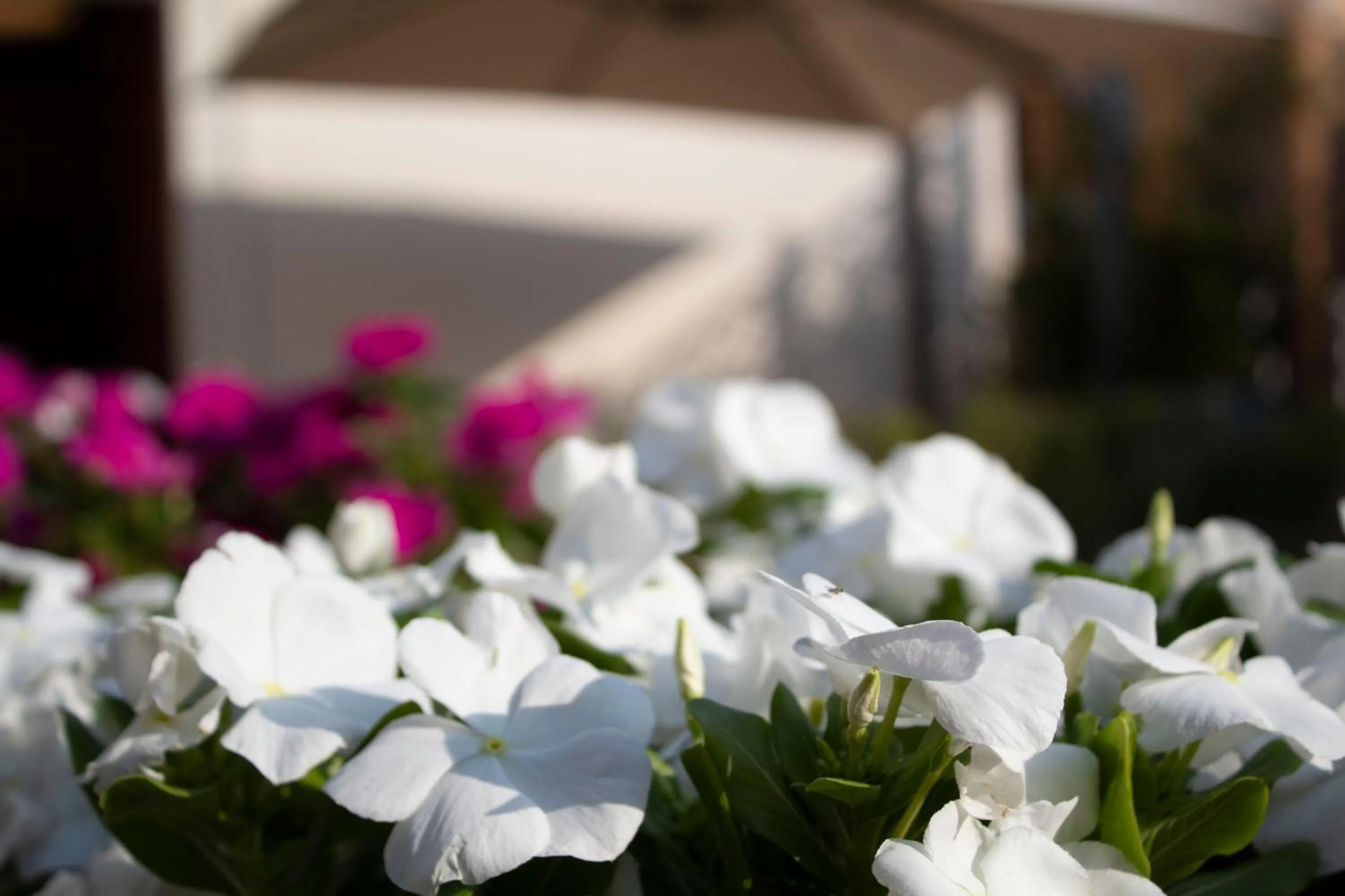 Garden in Relais Villa Montedonzelli