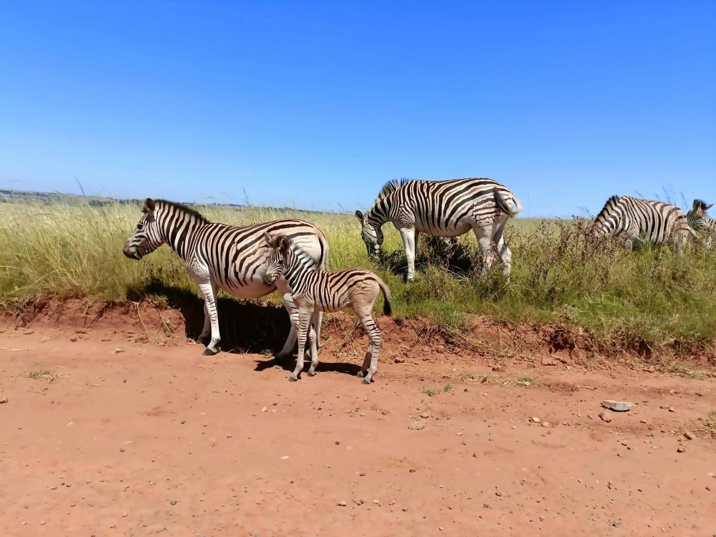 View (from property/room) in Sedgefield Lodge