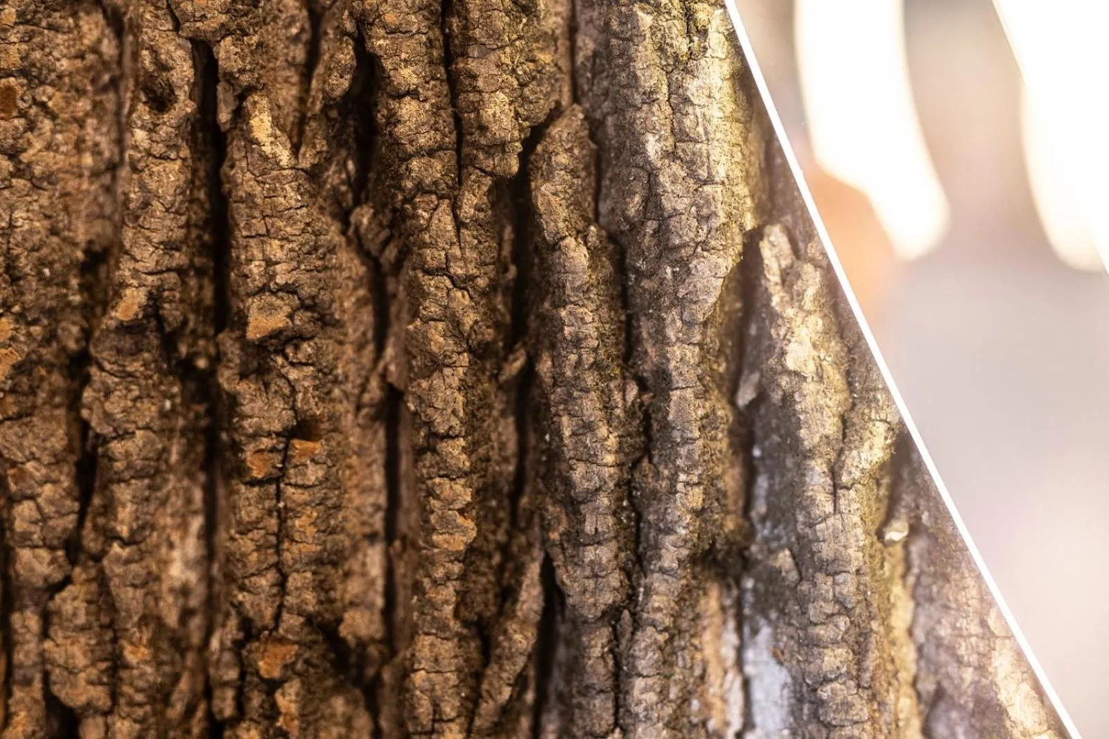 Photo of the whole room in Schwarzwald Panorama