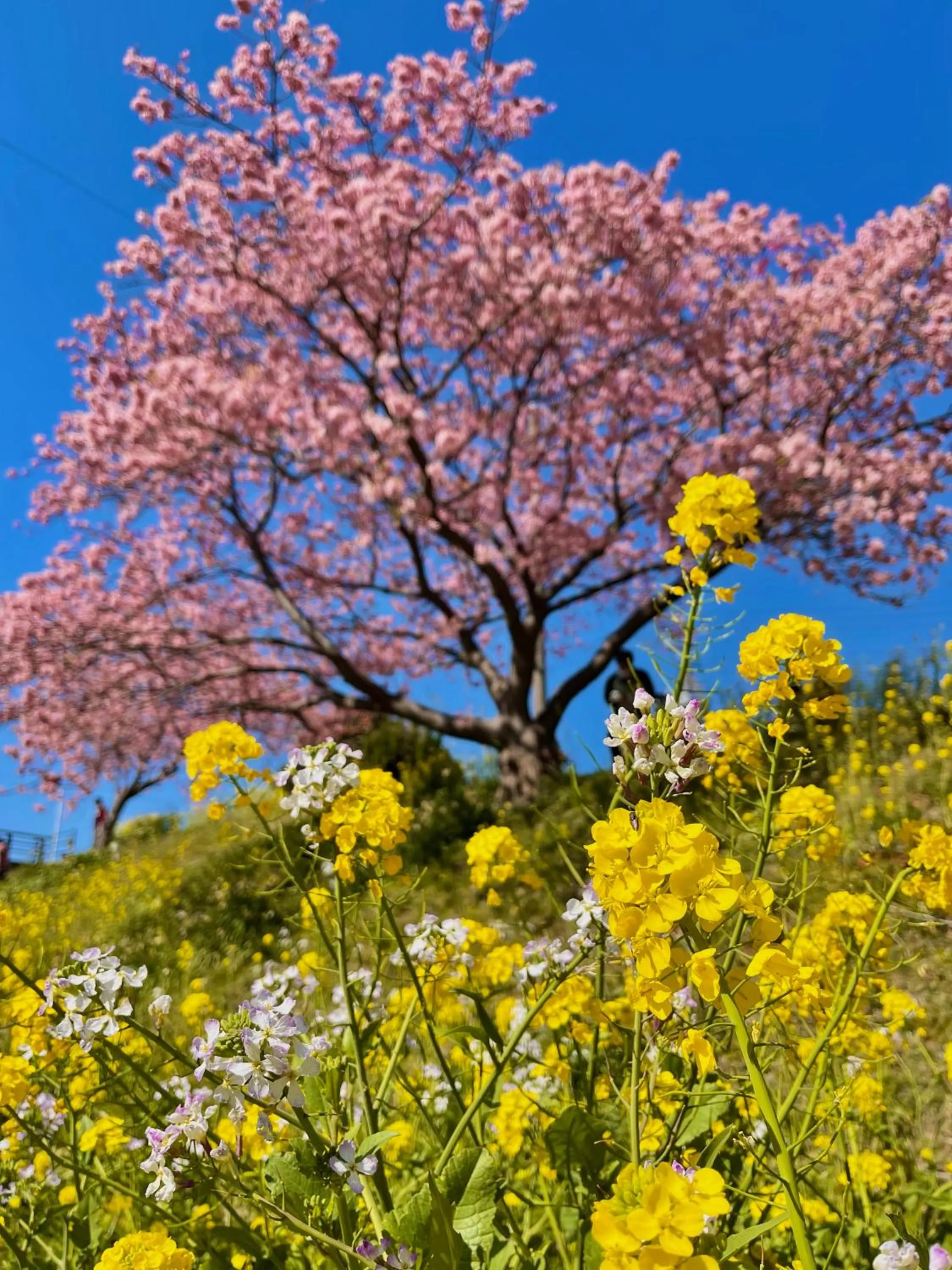 Nearby landmark in Guesthouse All you need - All rooms have an ocean view!