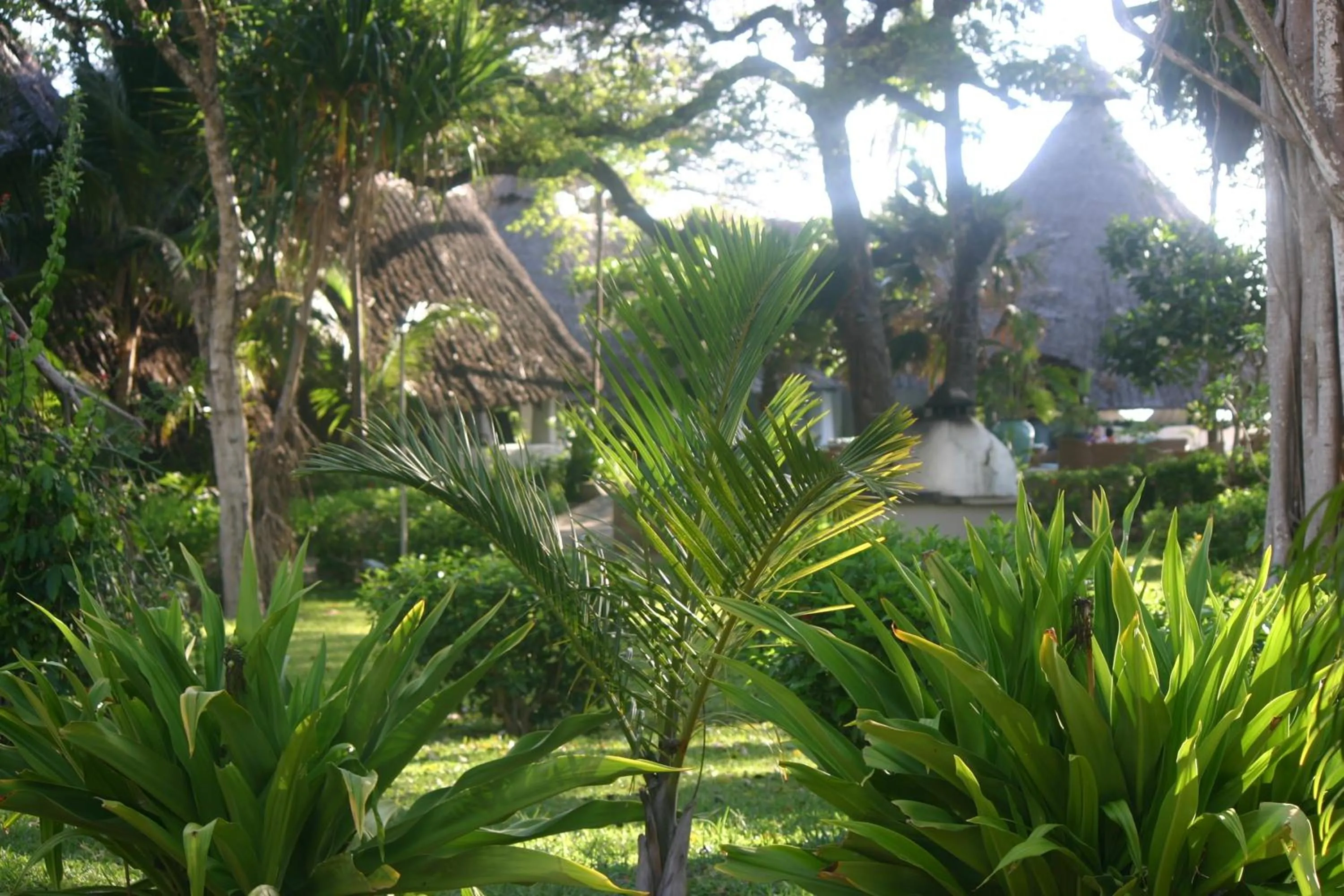 Garden view in Ocean Village Club (Adults Only)