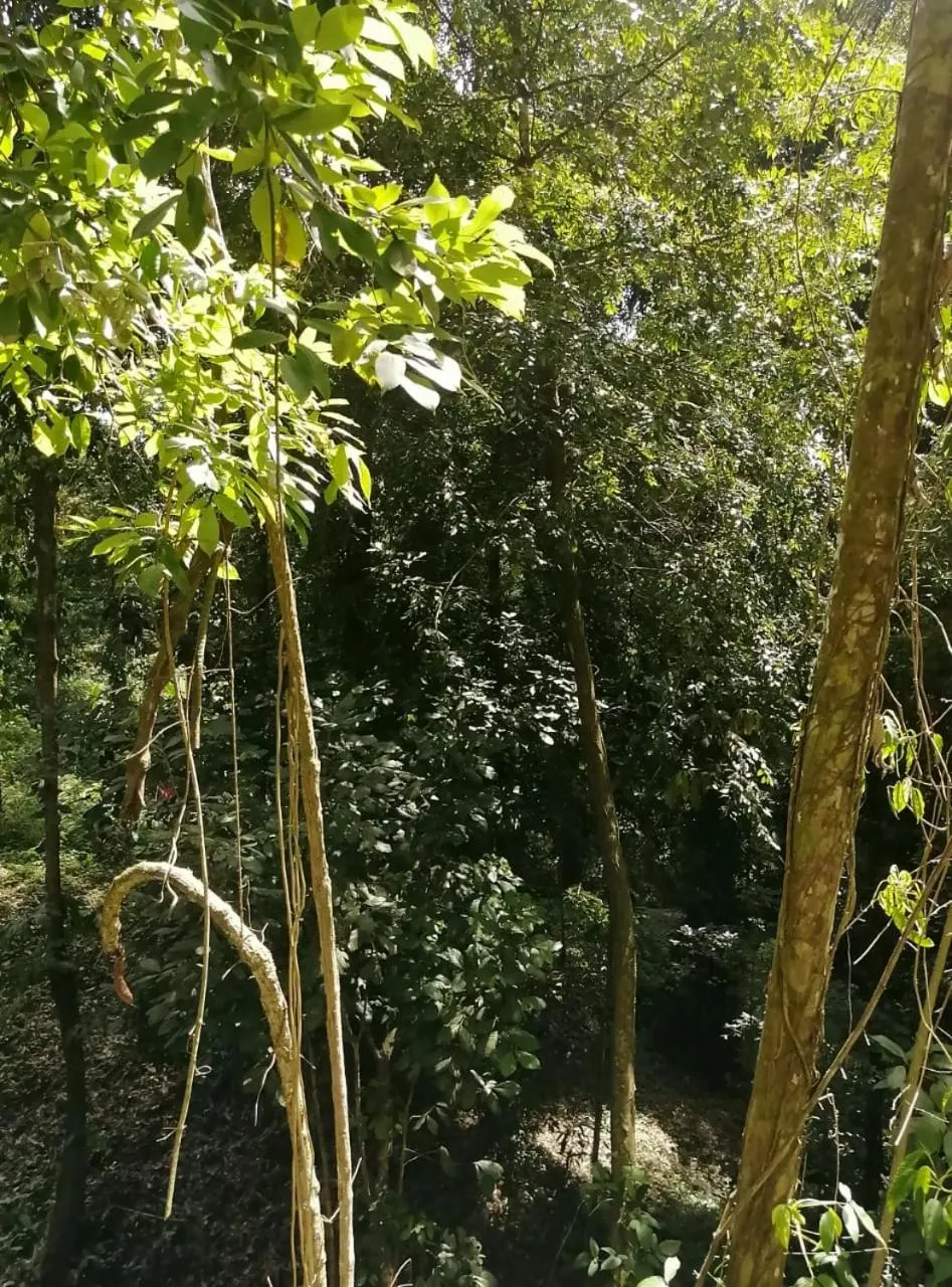 HOTEL, VILLAS y GLAMPINGS MYA -PUERTO VIEJO, Limon, CR