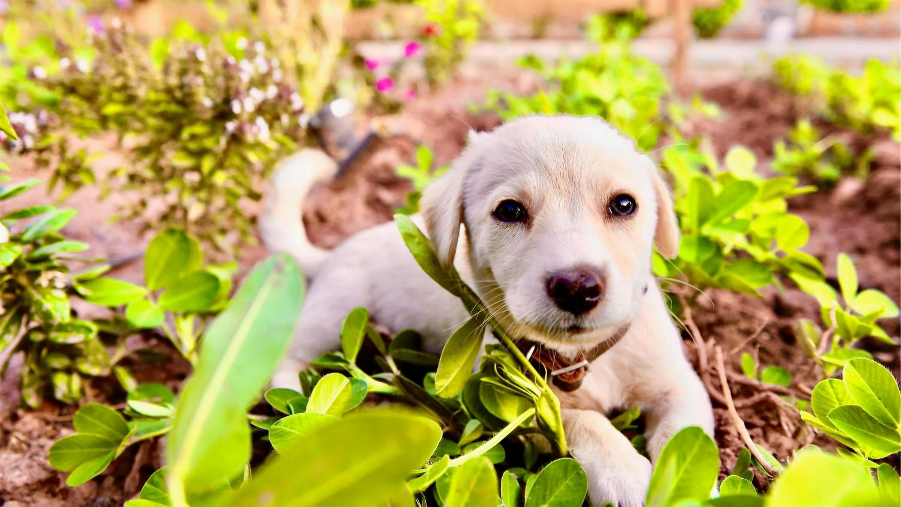 Pets in Dedehan Retreat Otel