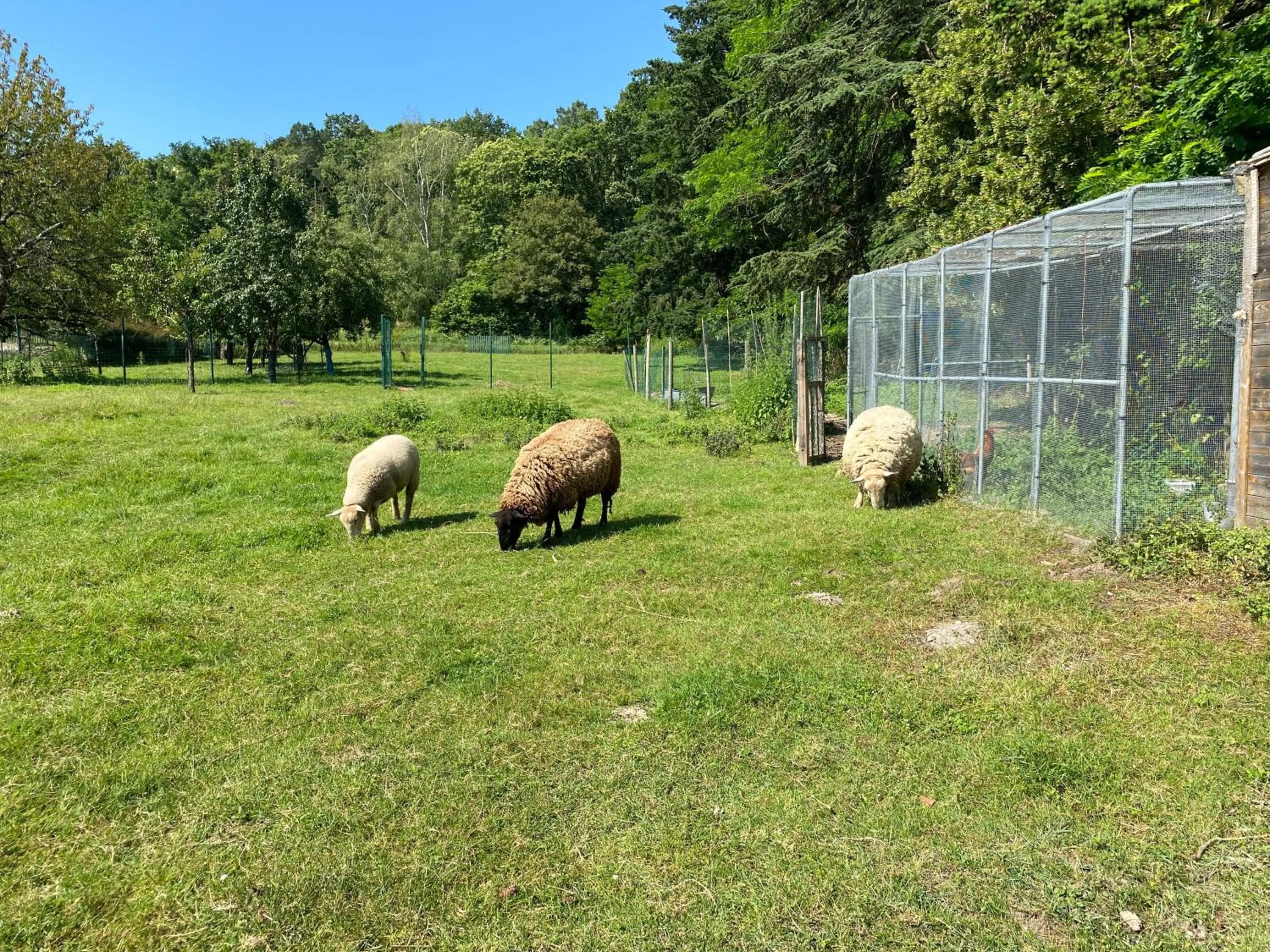 Animals in Les Mariniers Chambres d'Hôtes -Guest House - Bain nordique en option