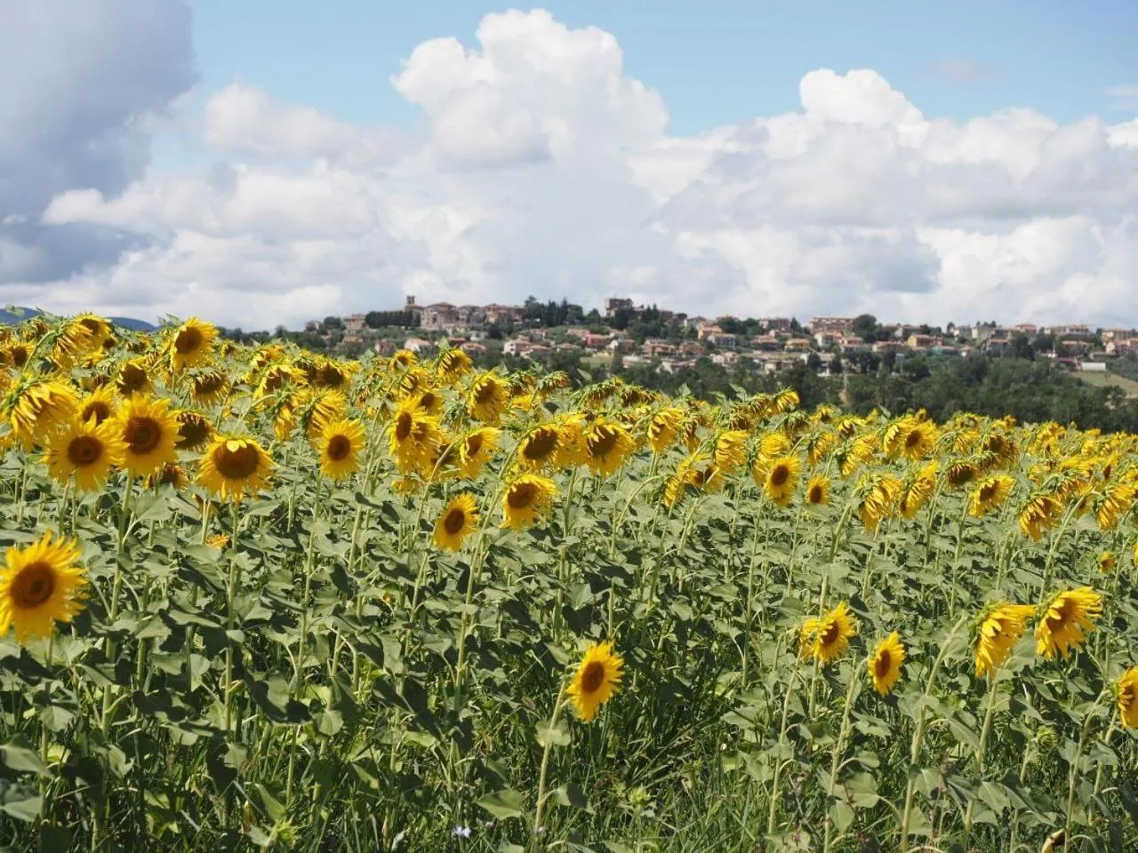 Summer in Dolce Farnetta en-Suite Spa & Yoga