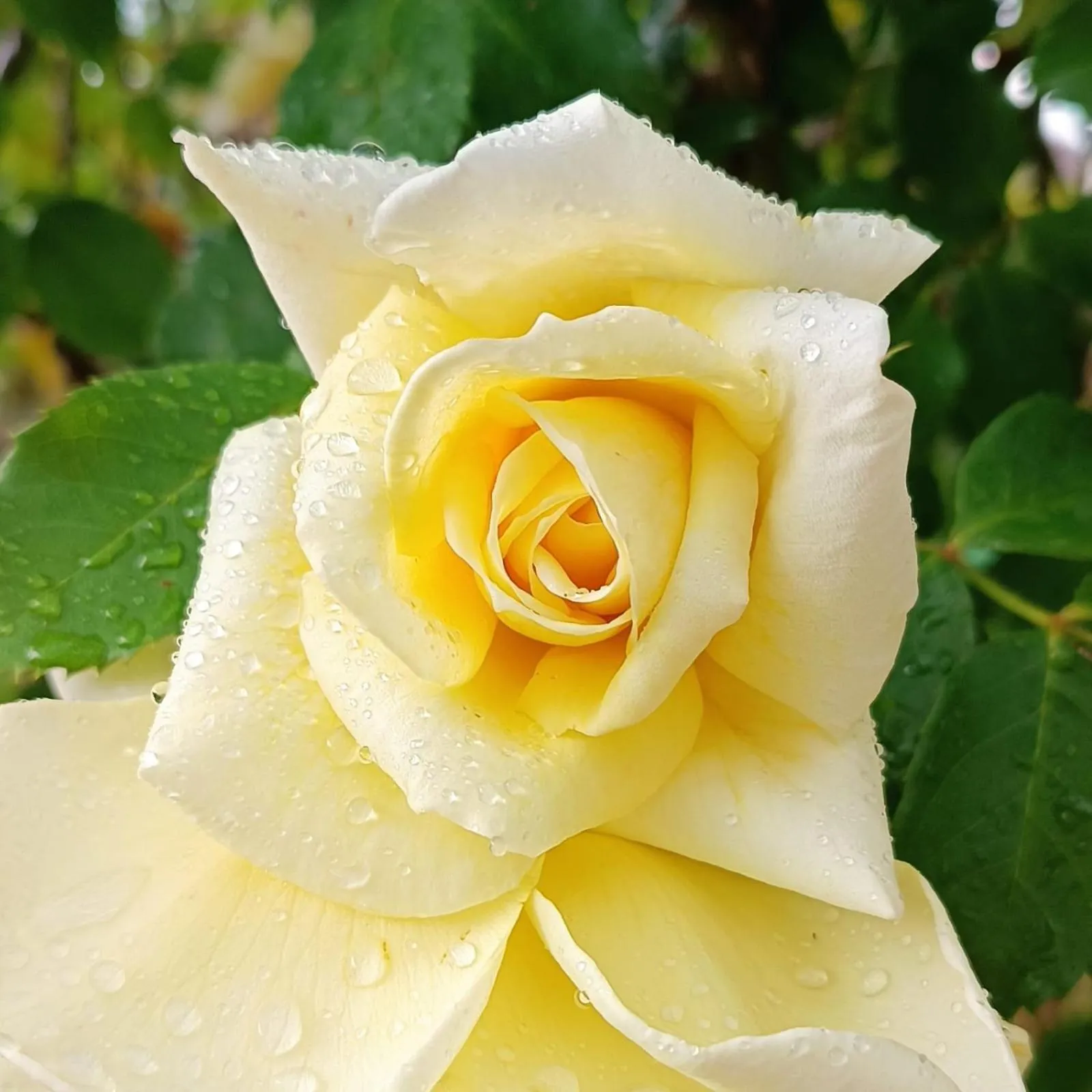 Garden in Dolce Farnetta en-Suite Spa & Yoga