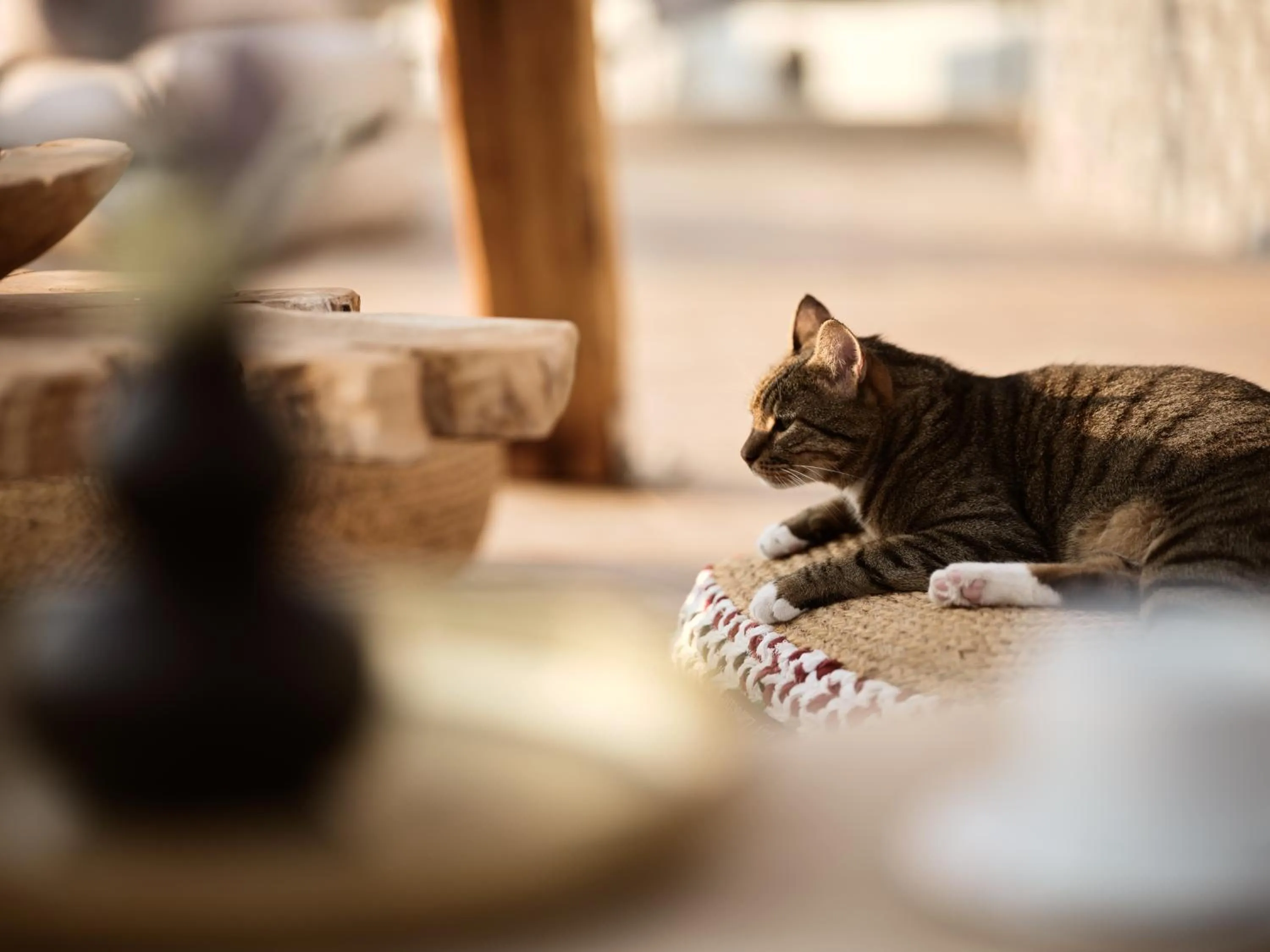 Pets in GARDELLI RESORT