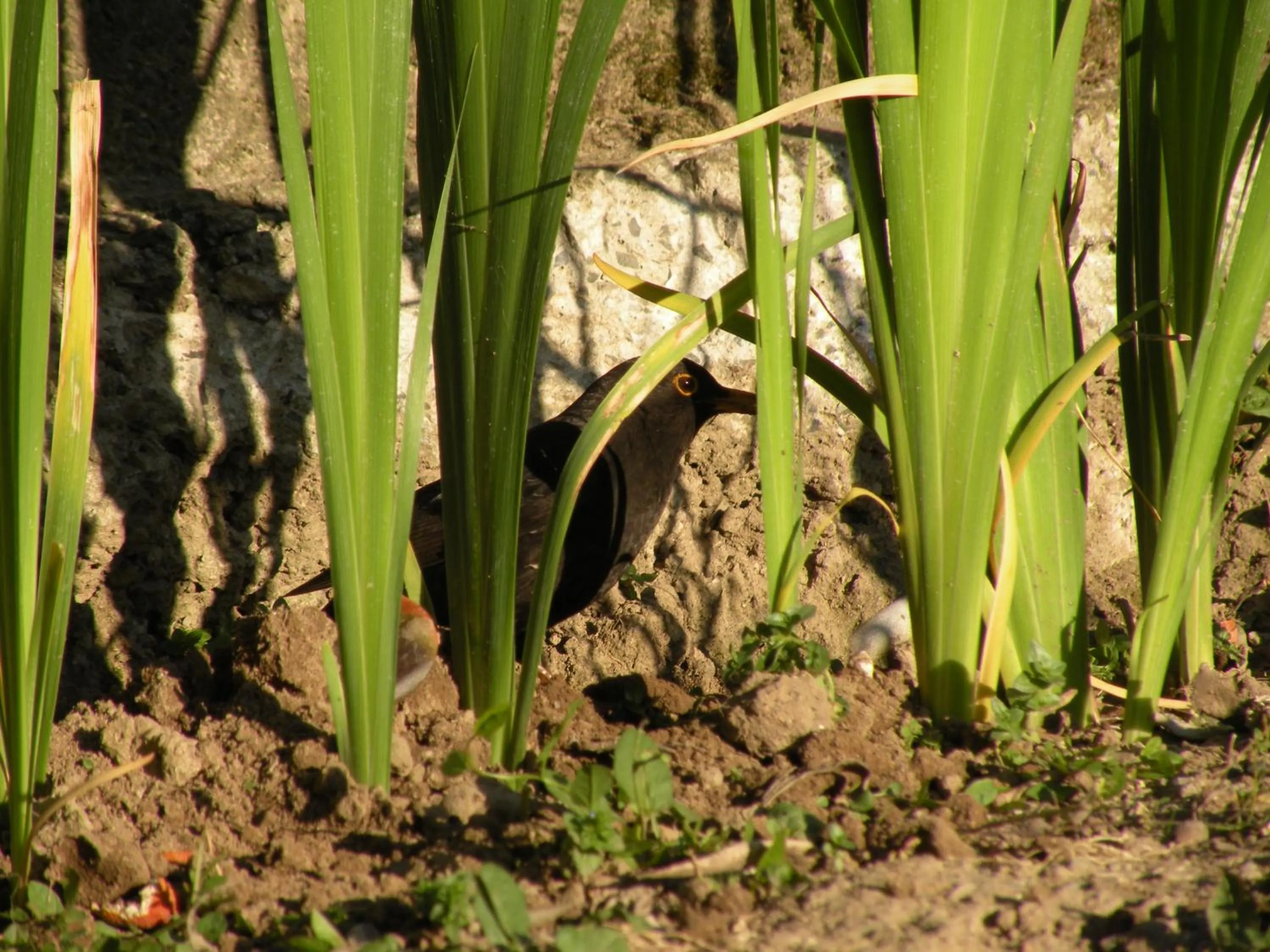 Animals in Villa Galgani