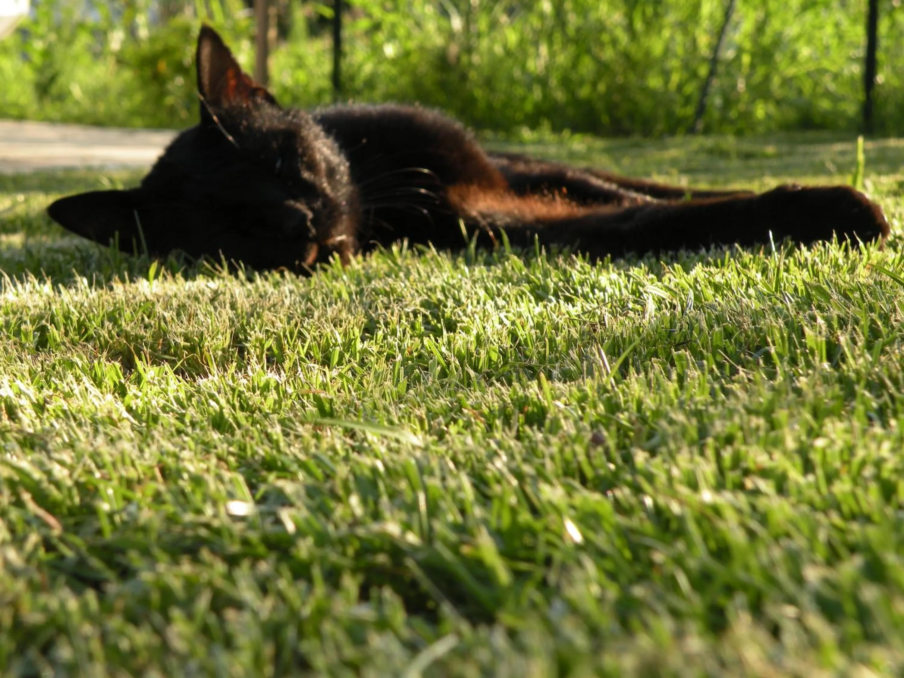 Garden in Villa Galgani