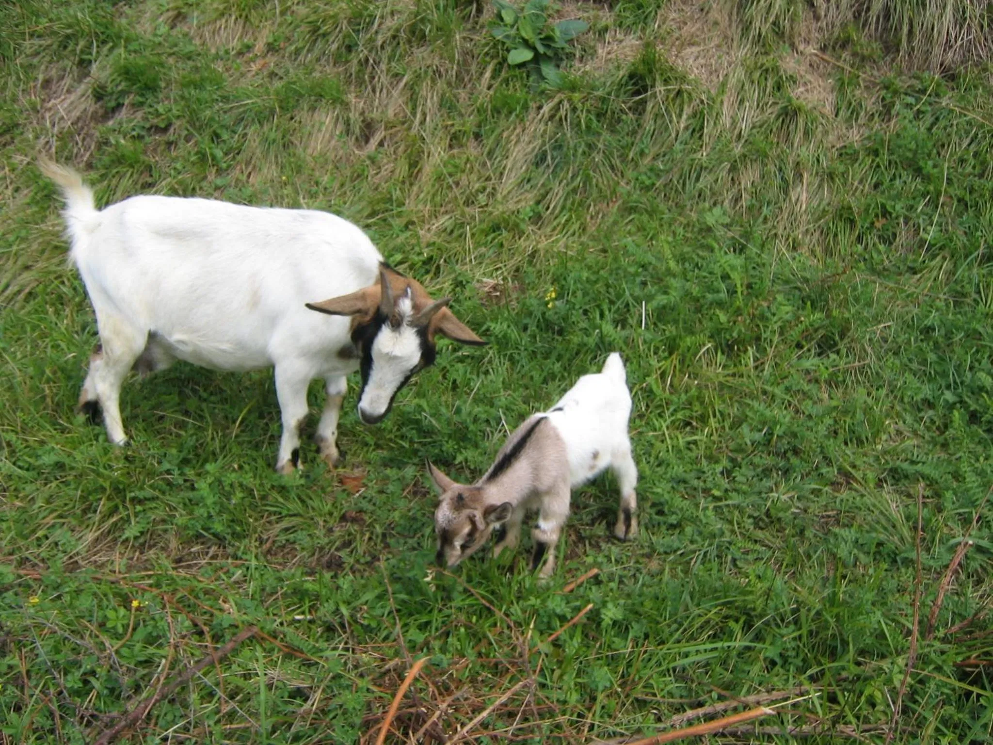 Pets in Bed & Breakfast Castello Regina