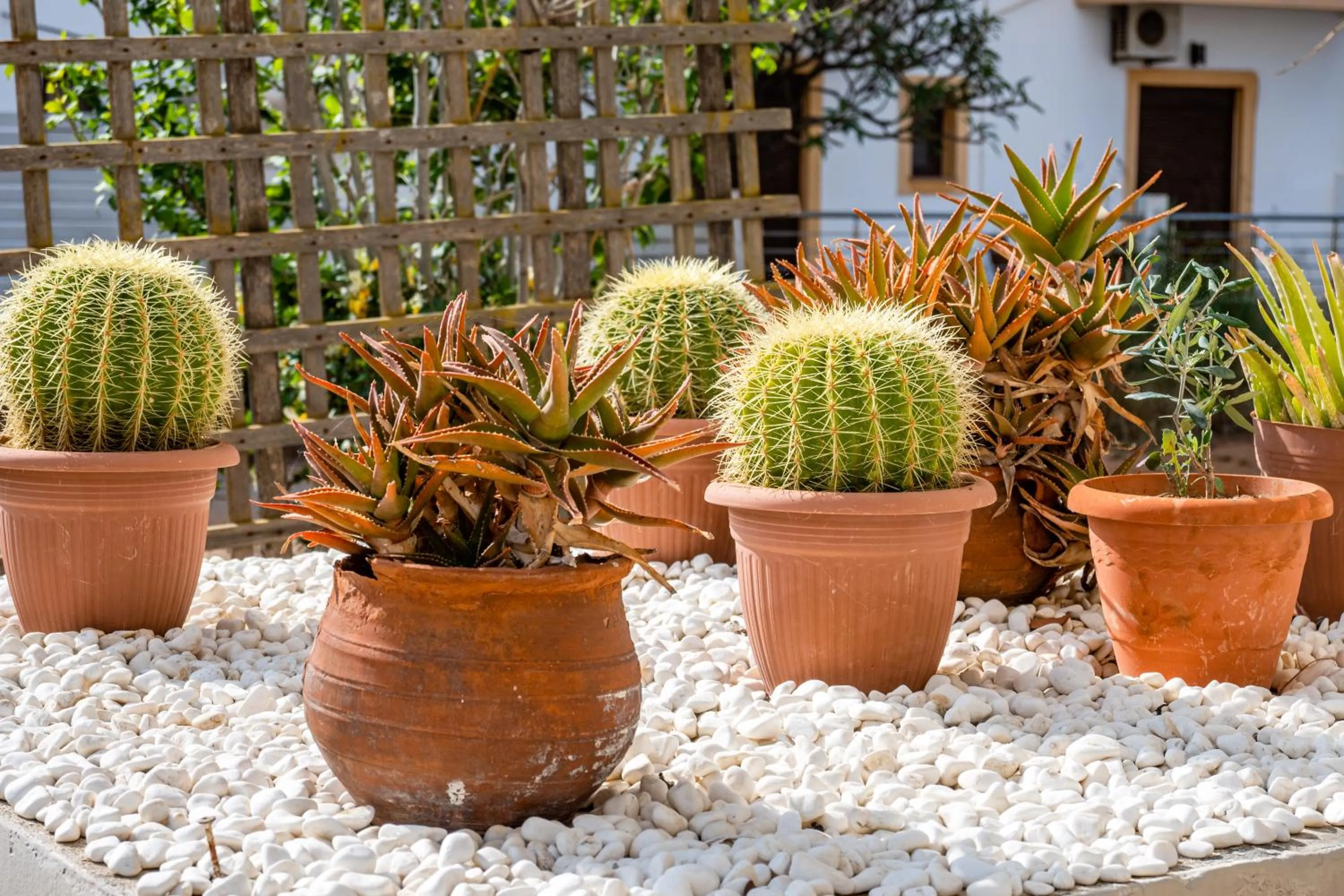 Garden in Alexandra Apartments