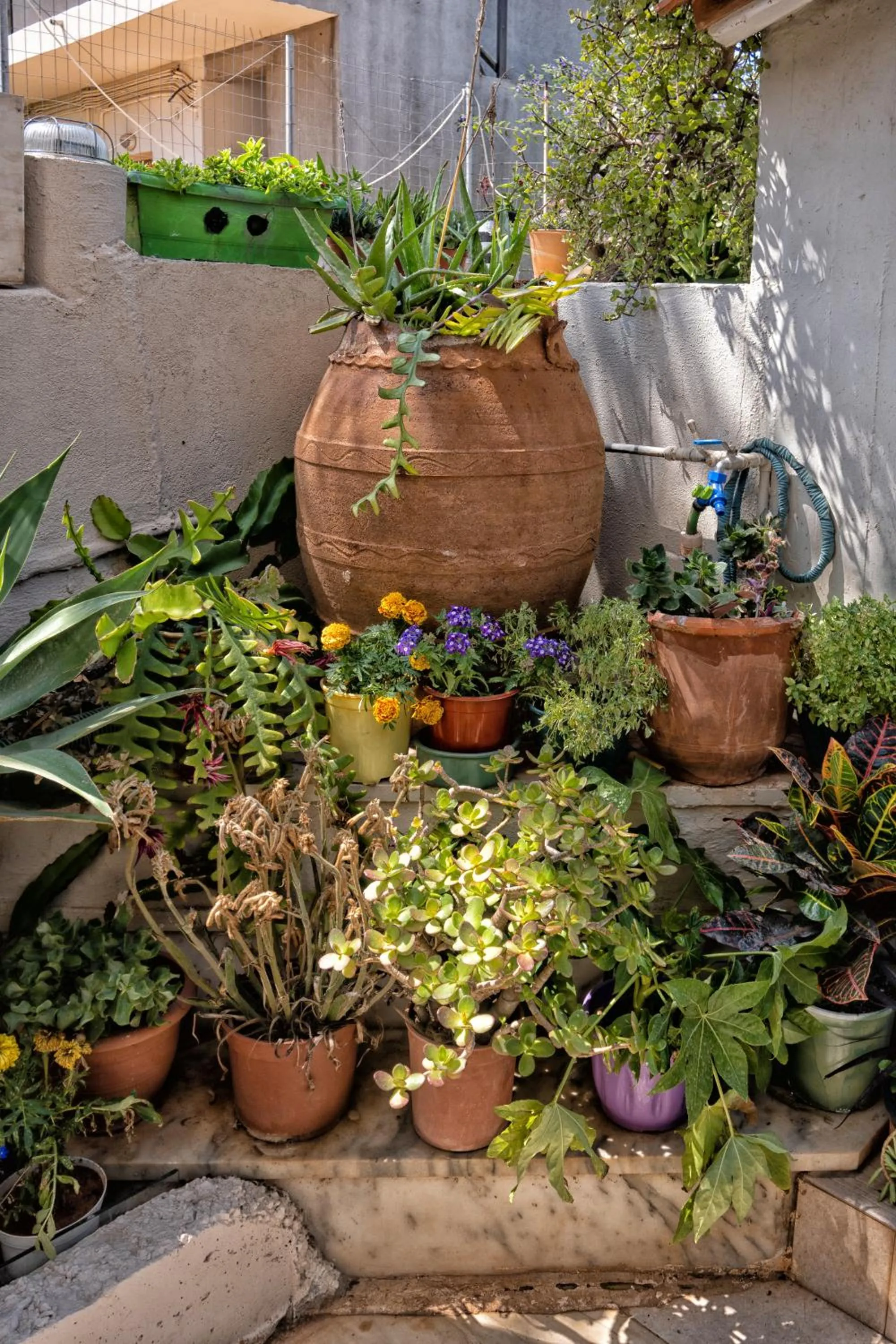 Garden in Alexandra Apartments