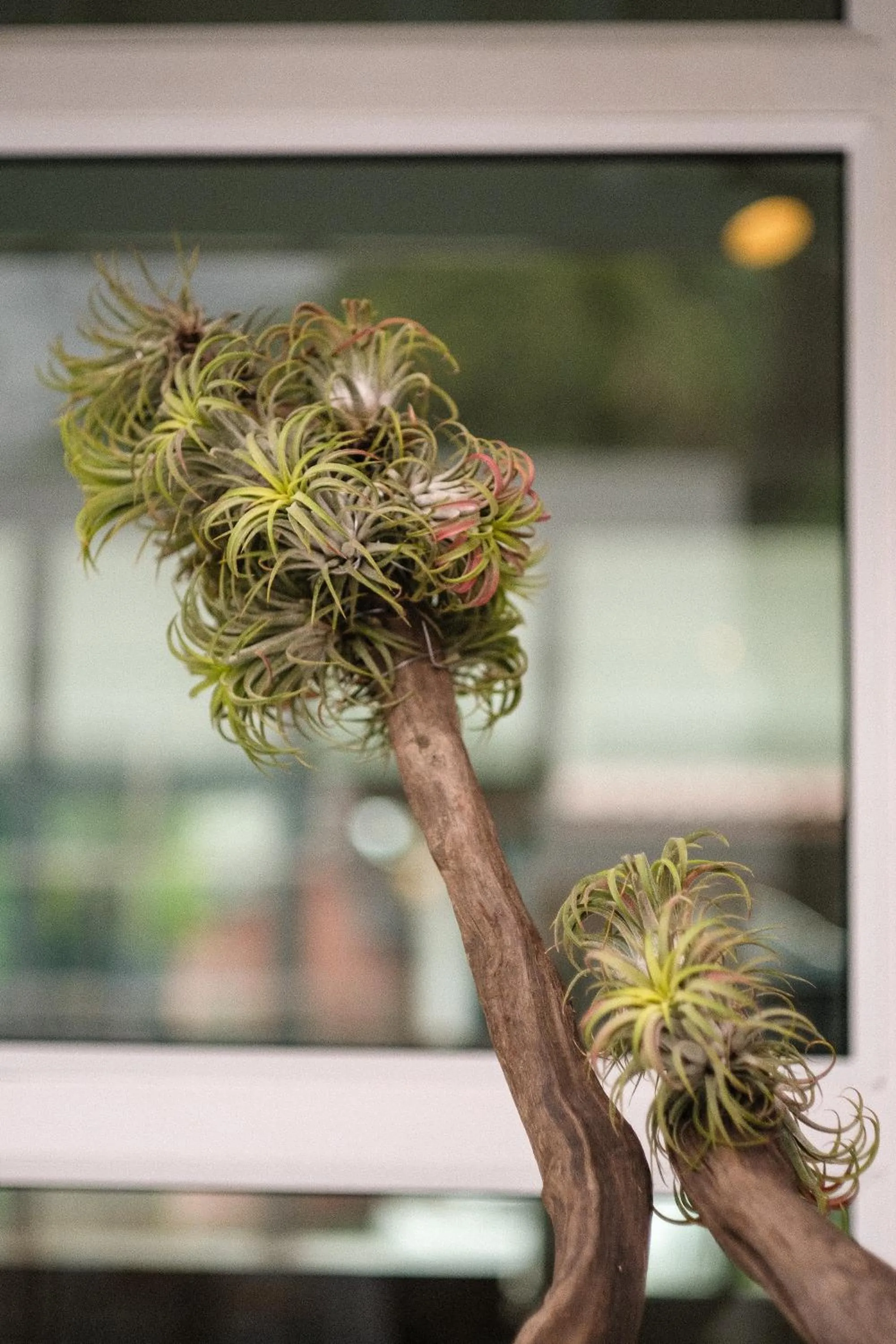 Spring in PaiApartHotel