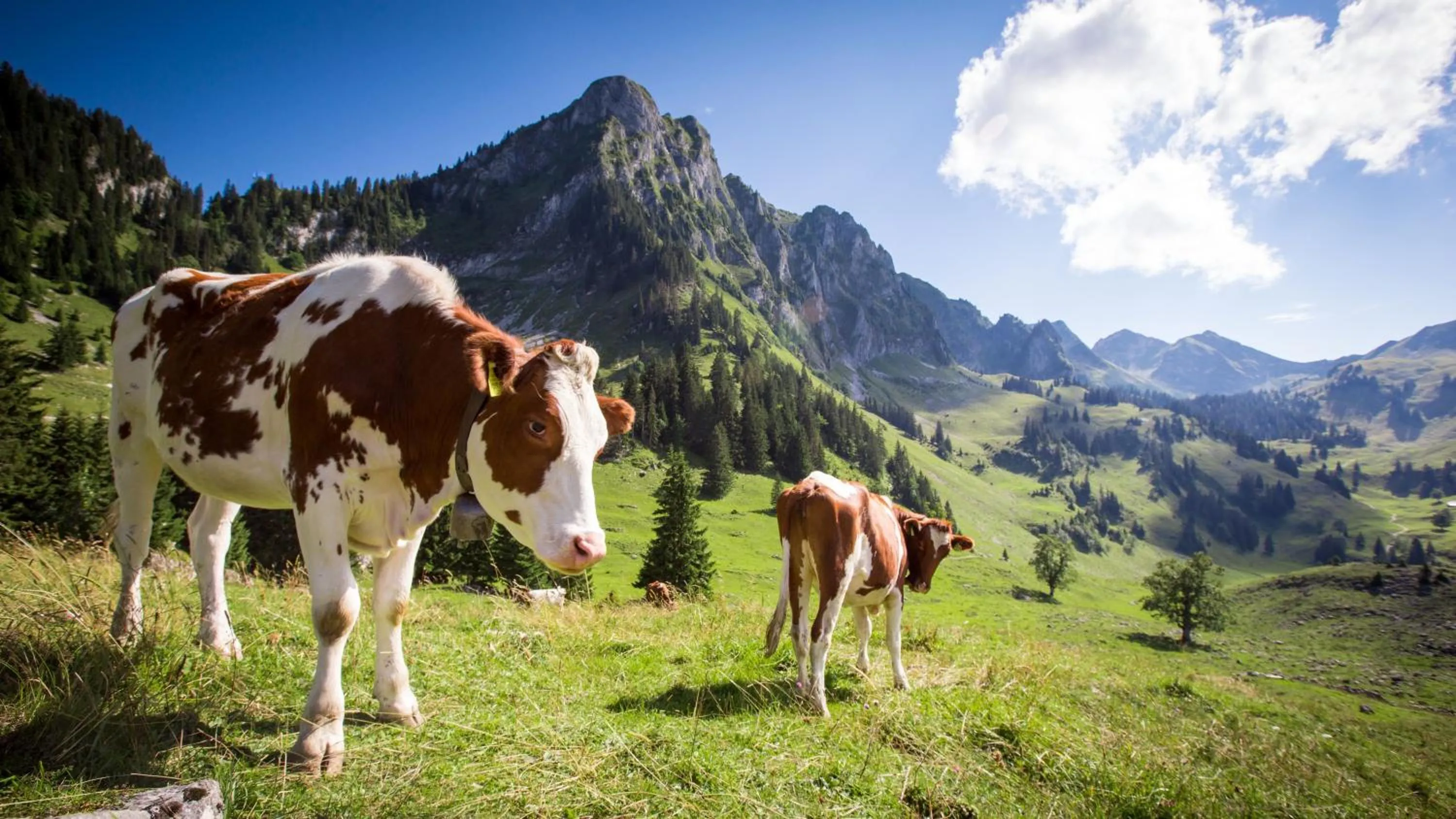 Animals in Hostellerie am Schwarzsee