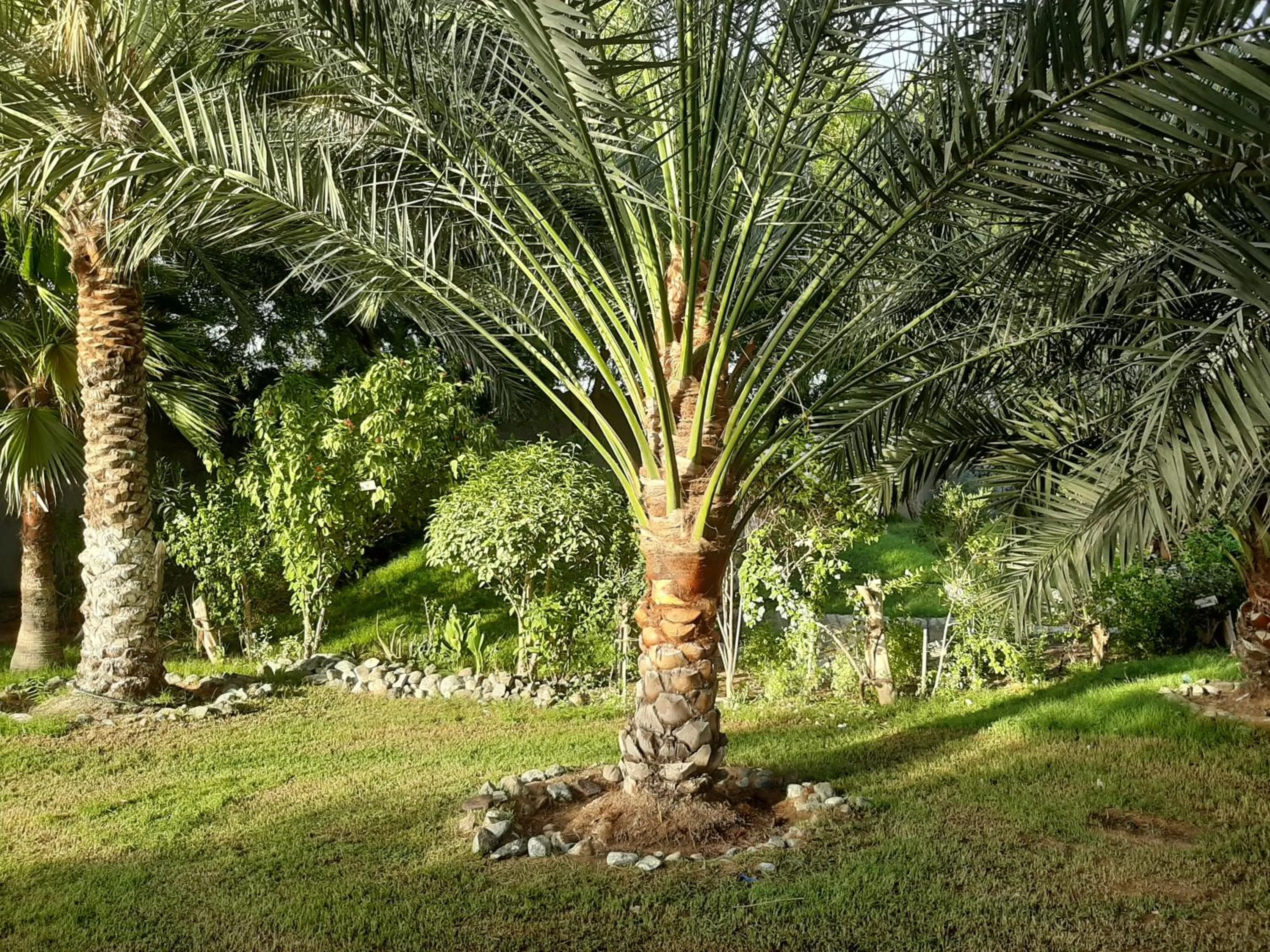 Garden in Daraysh Hotel