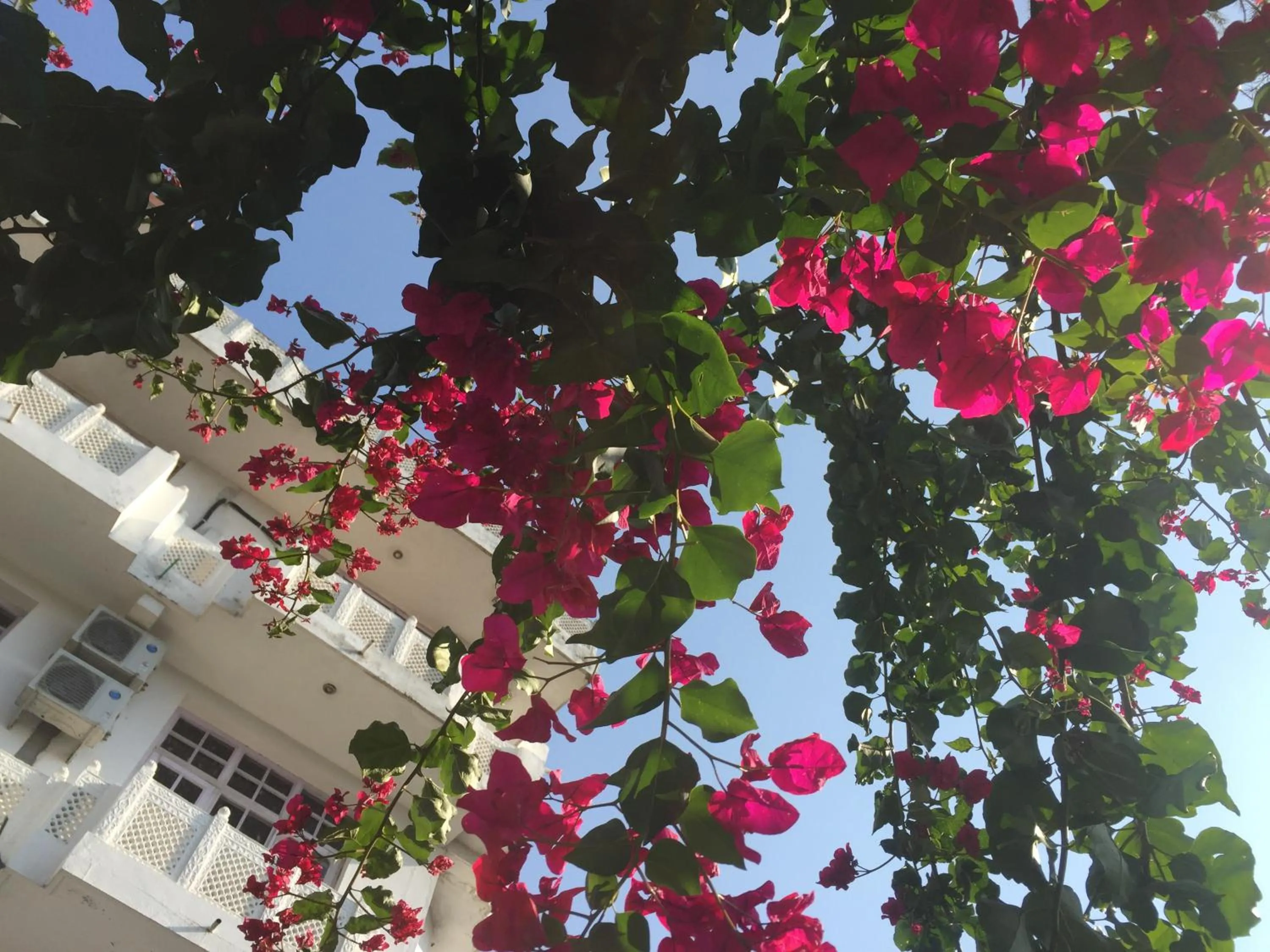 Garden in Hotel Vatika - the riverside resort
