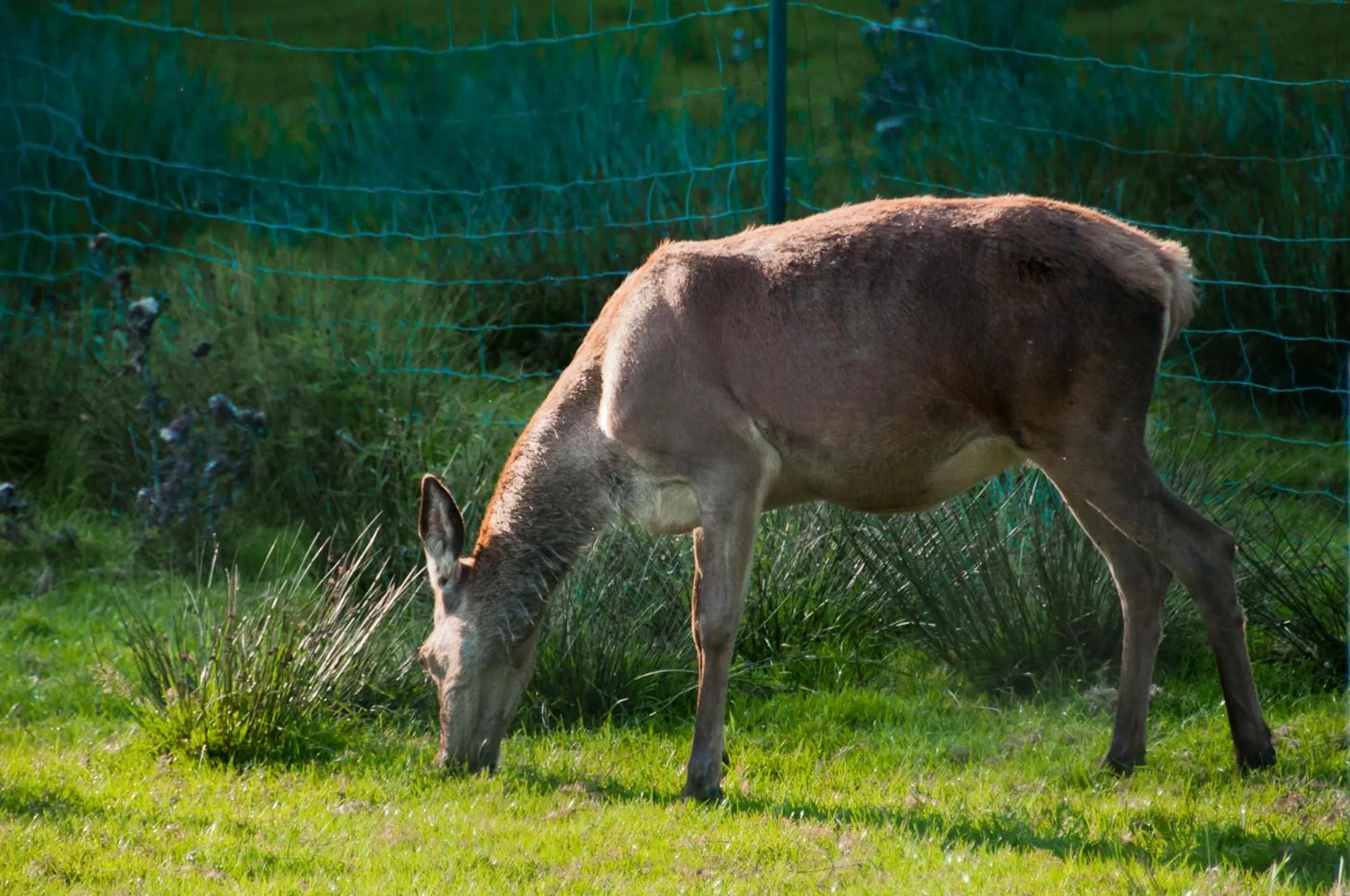 Animals in Naturhotel Rebling