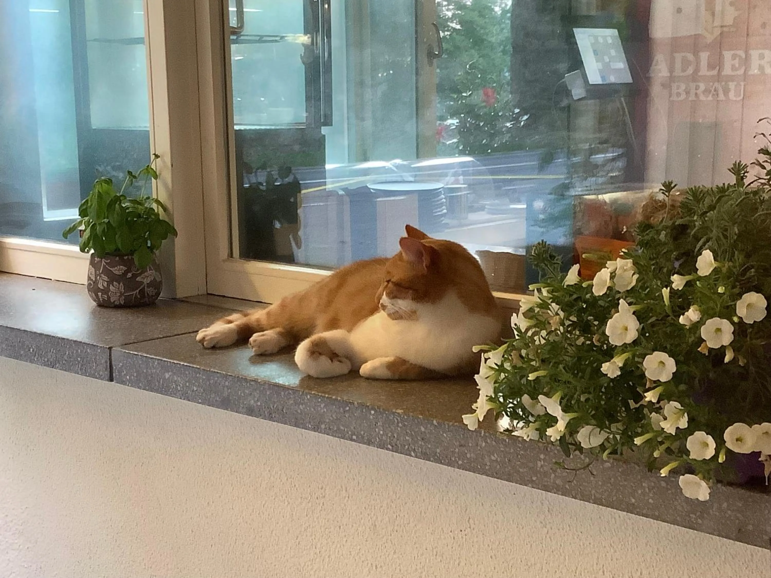 Pets in Hotel Cafe Seeblick