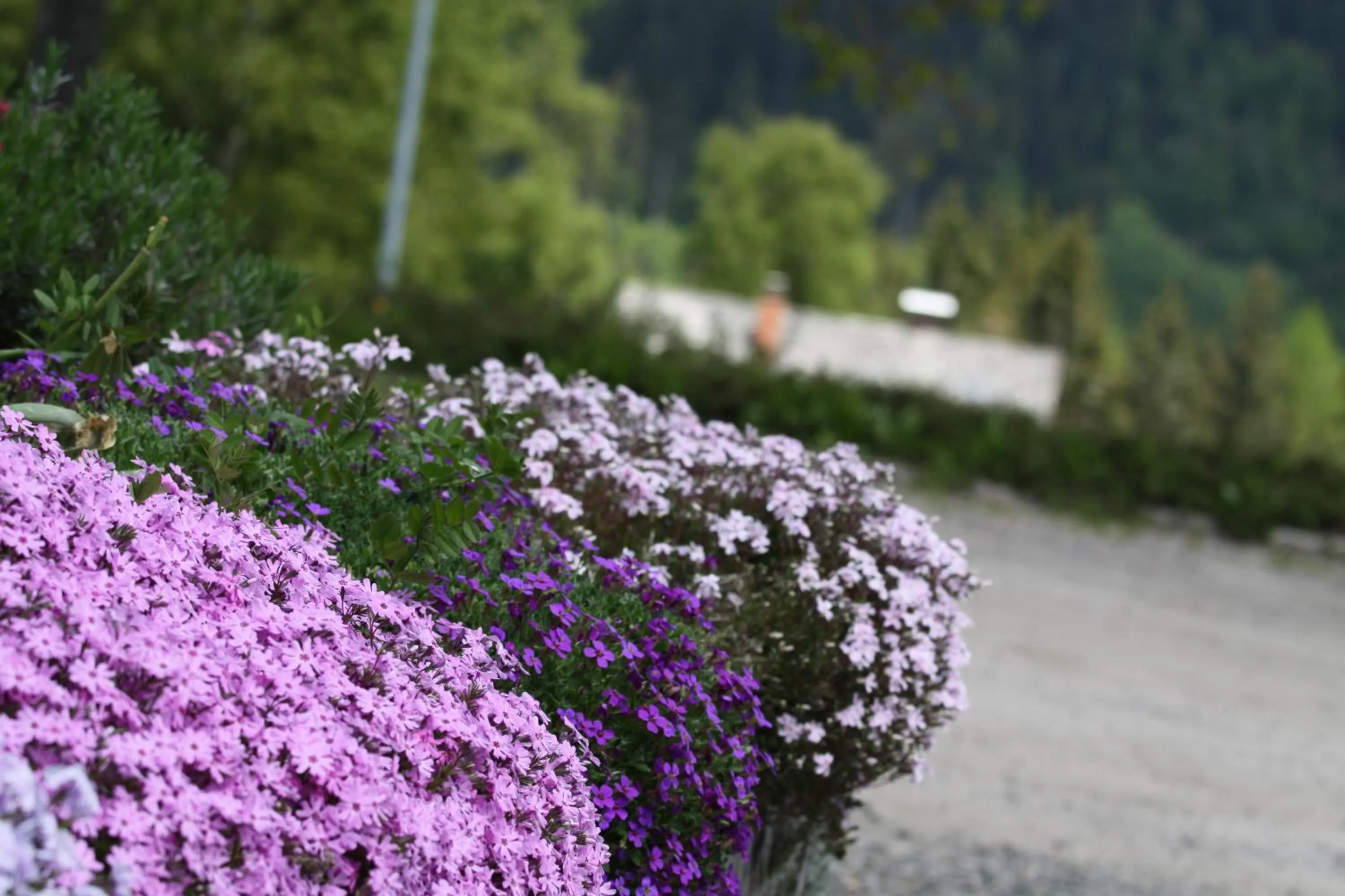 Garden in Hotel Adler Bärental
