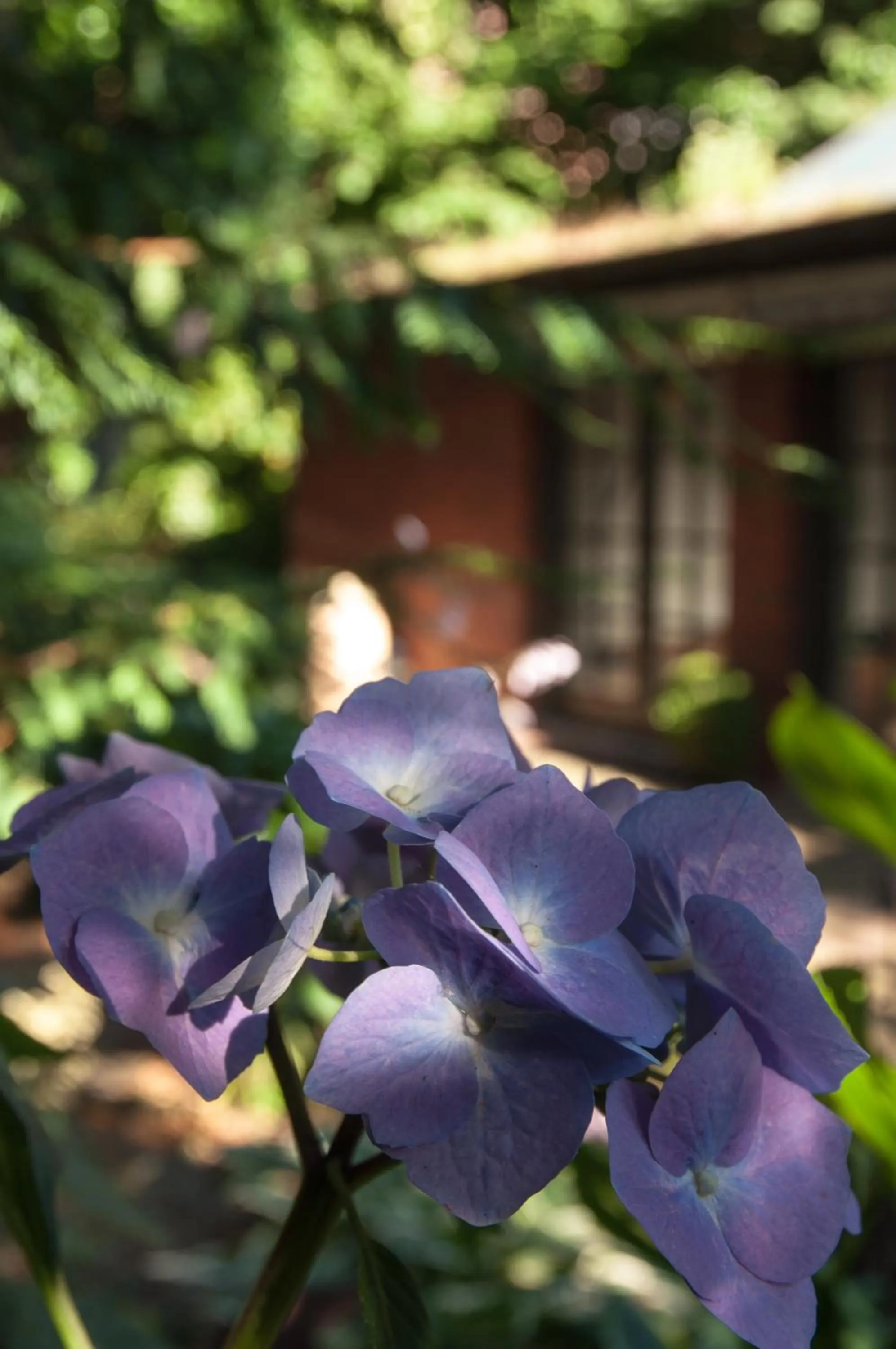 Garden in von Deska Townhouses - Ivy House