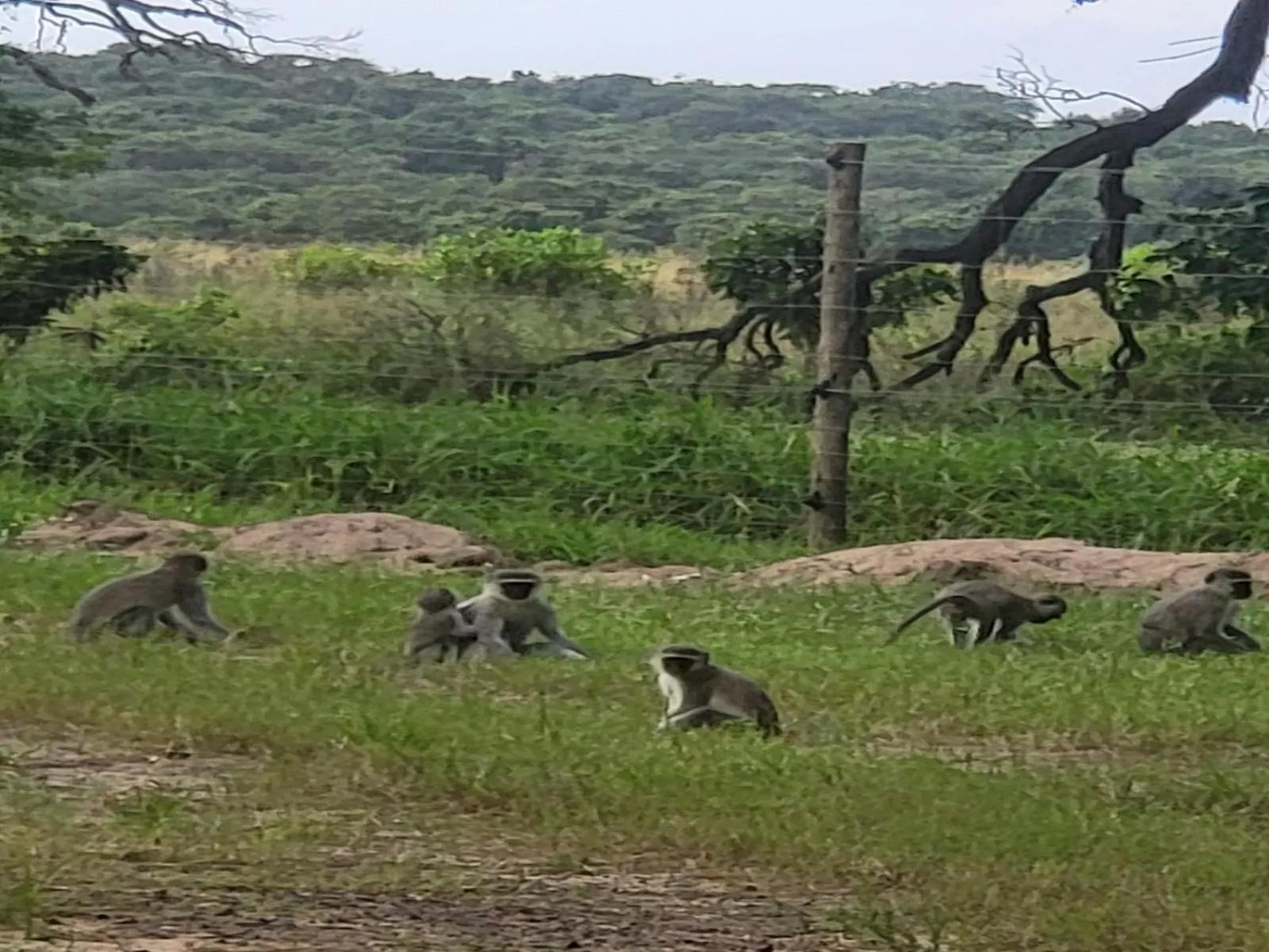 Natural landscape in Ihlozi Bush Lodge