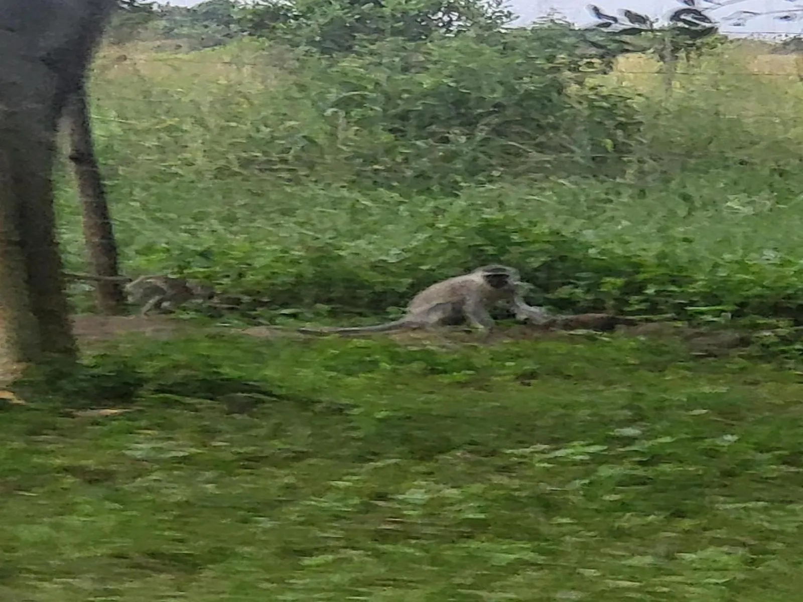 Natural landscape in Ihlozi Bush Lodge