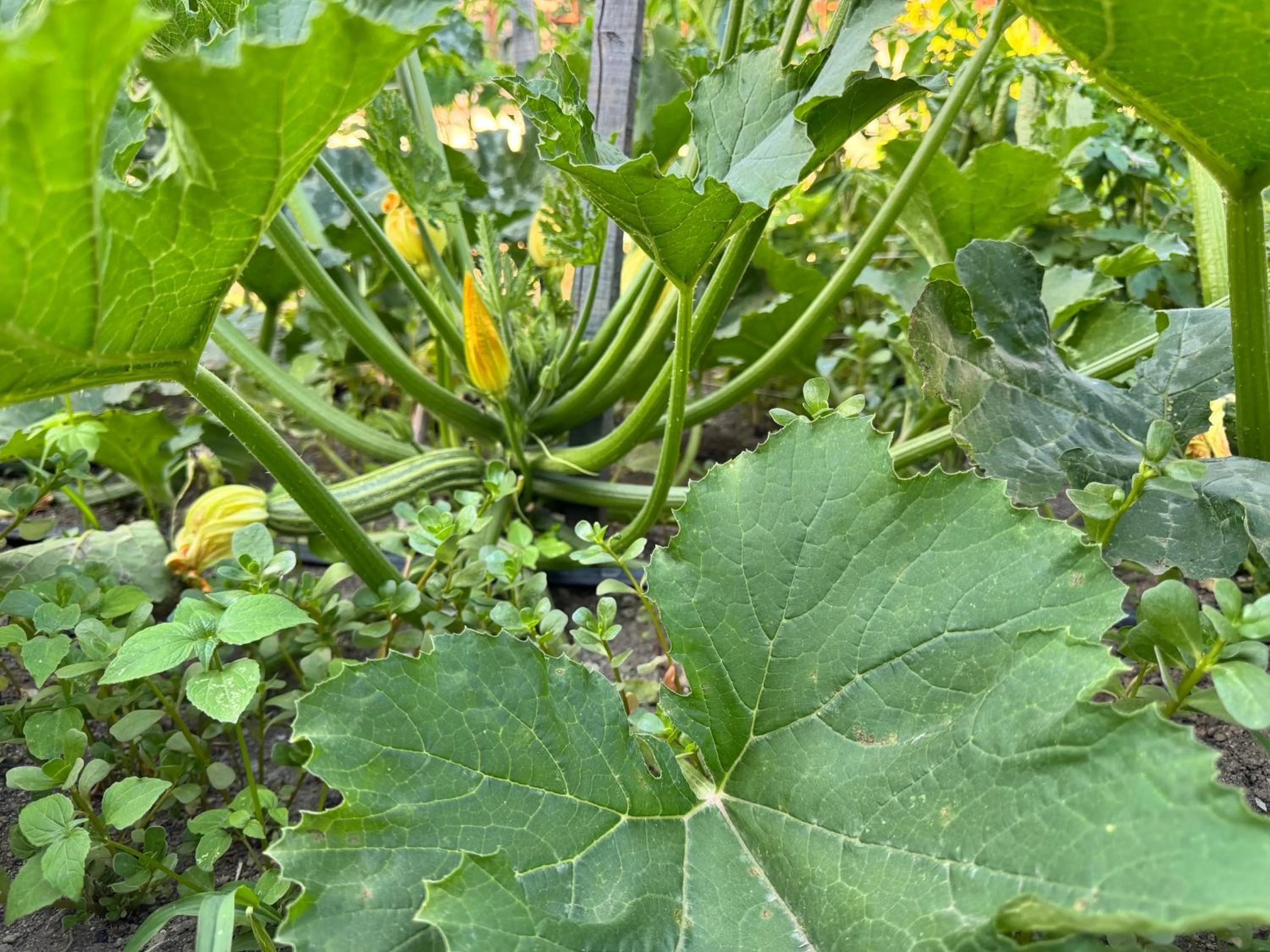 Garden in B&B Iolì Vesuvio