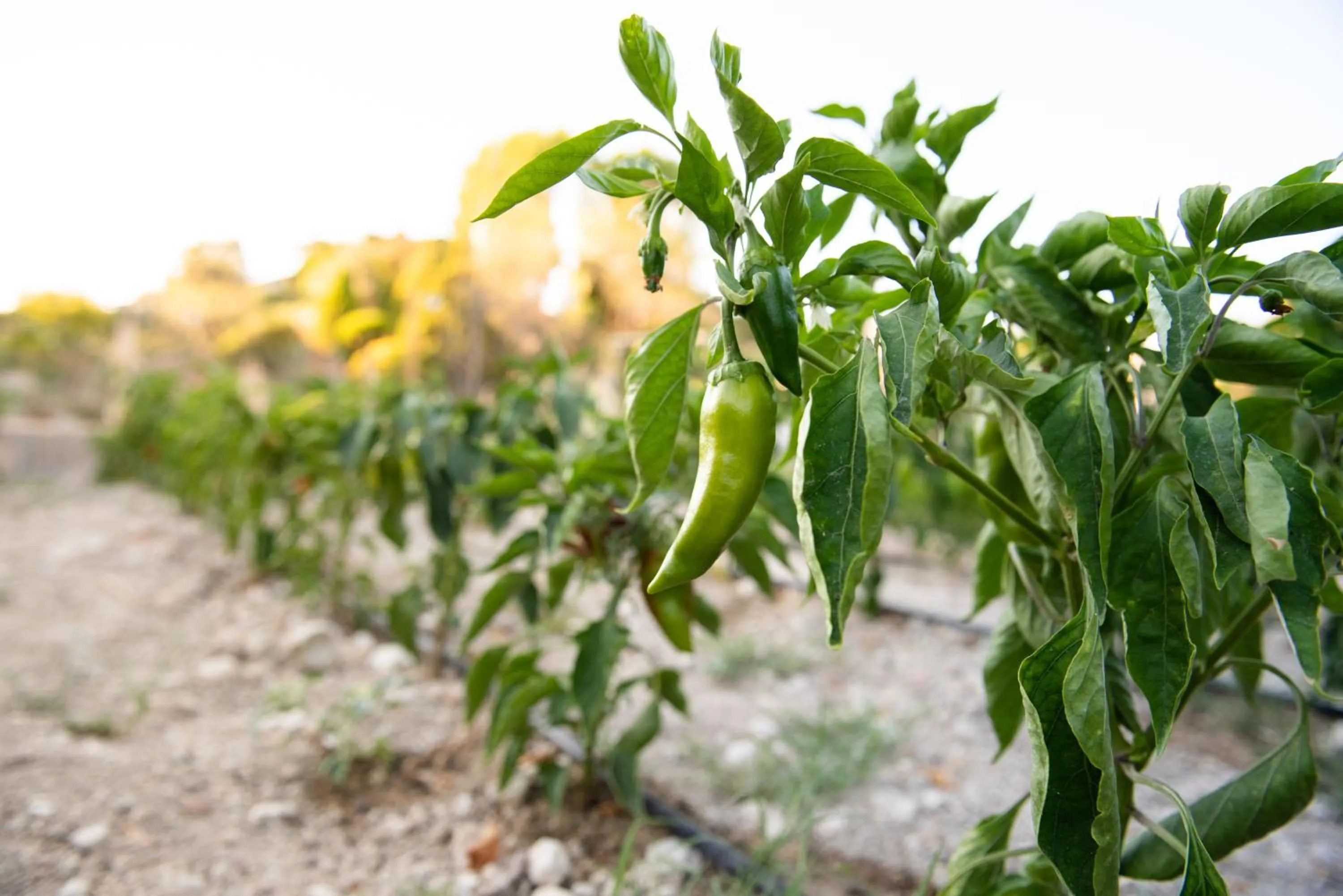 Garden in My House Urla